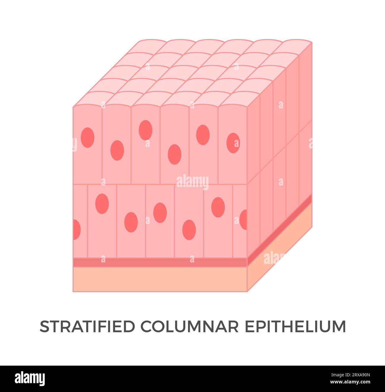 Simple Columnar Epithelium Location