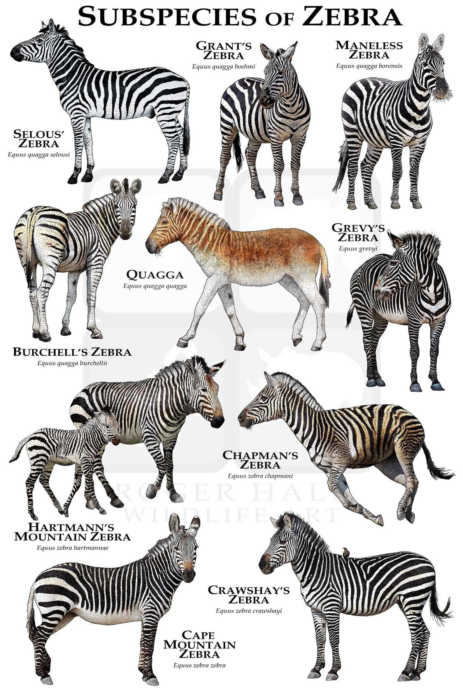 Size Of Zebra