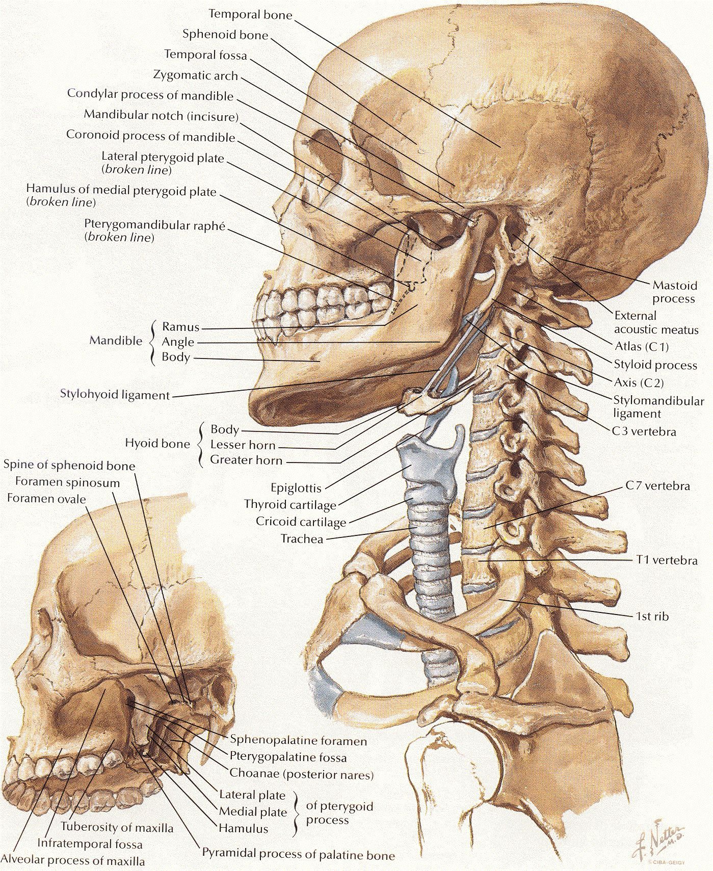 Skeletal System Of The Neck