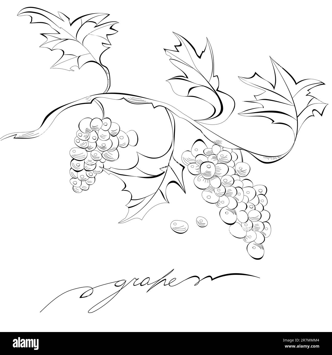 Sketch Of Grapes
