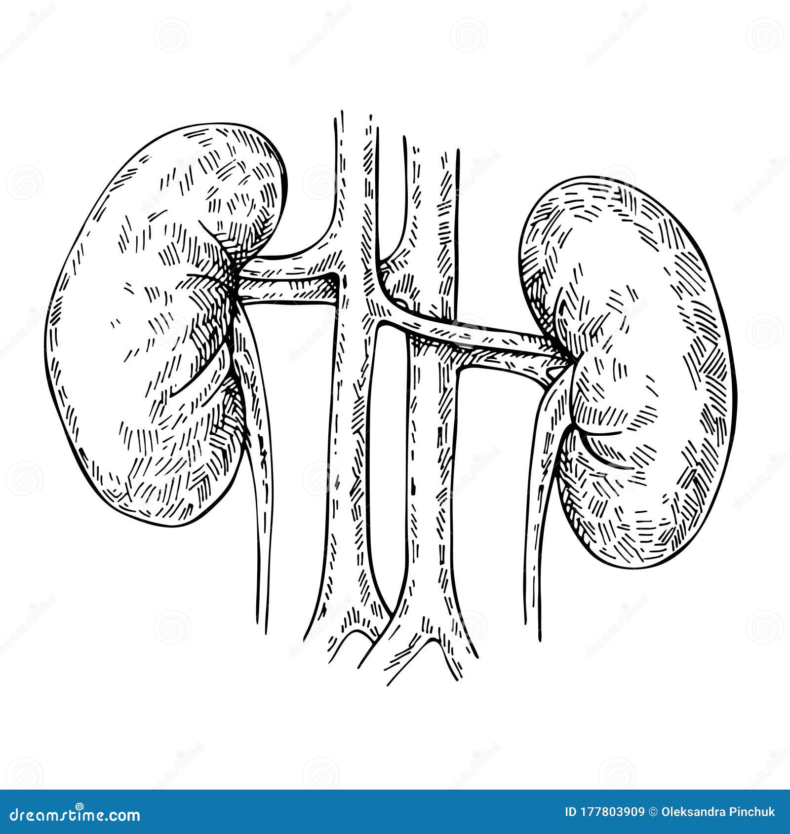 Sketch Of Kidney