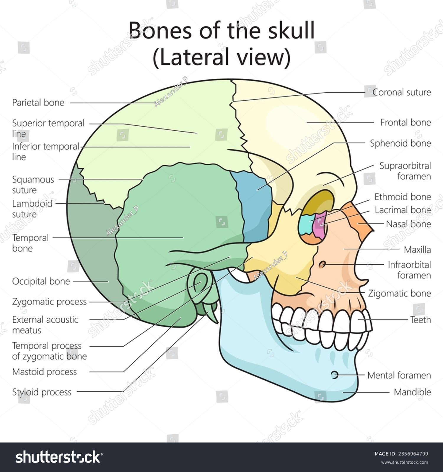 Skull Lateral View Labeled