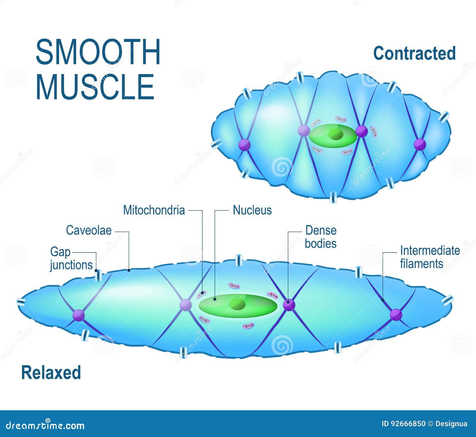 Smooth Muscle Cell