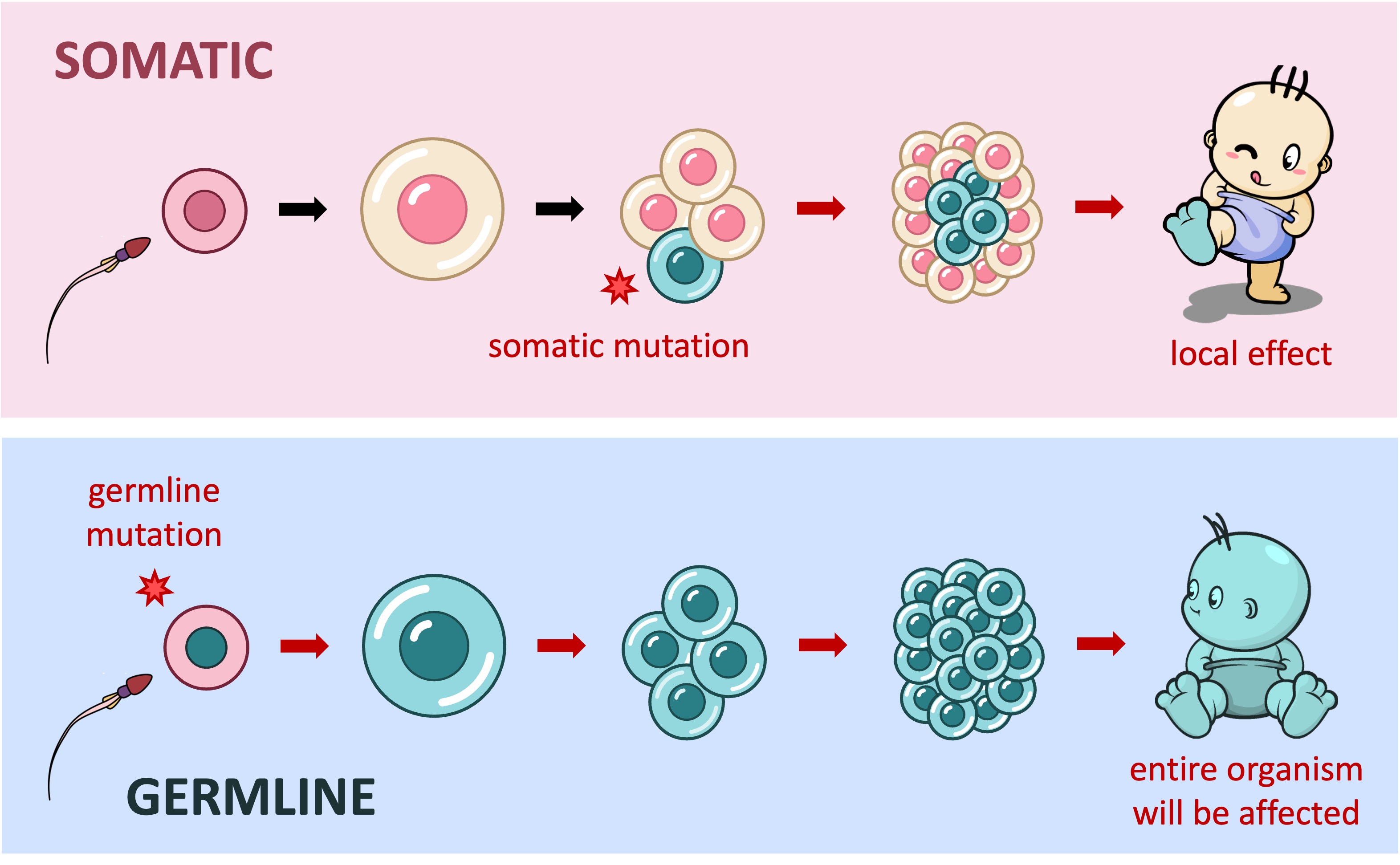 Somatic Vs Germline