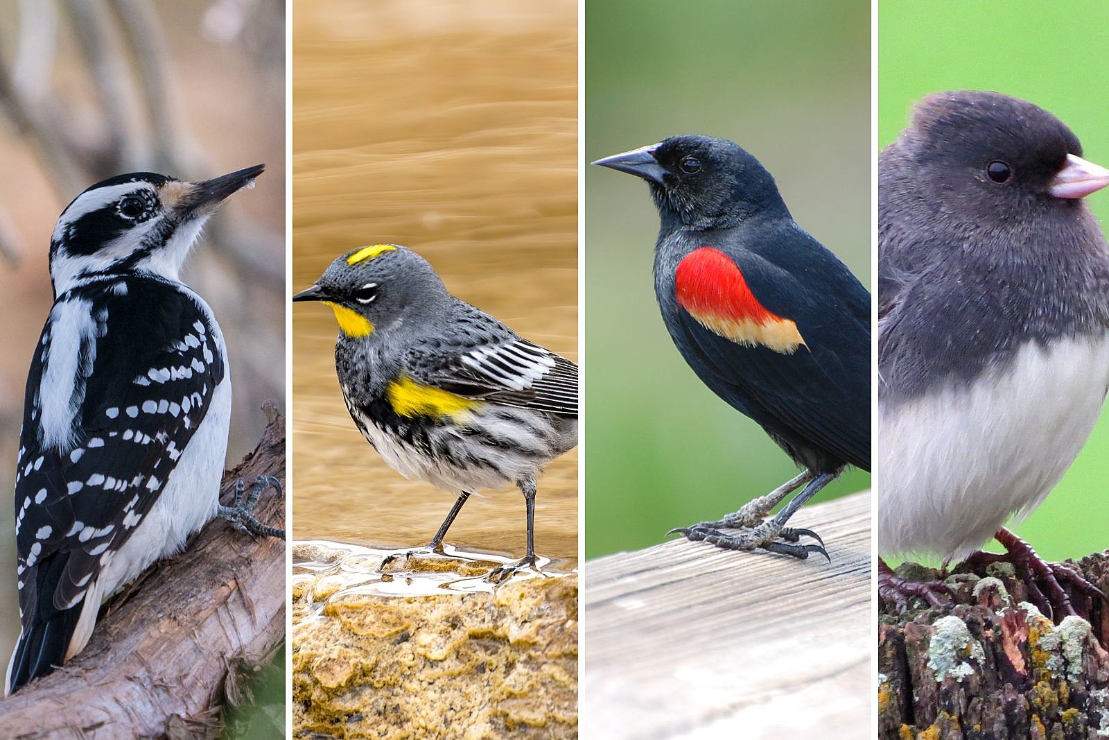 Species Of Birds