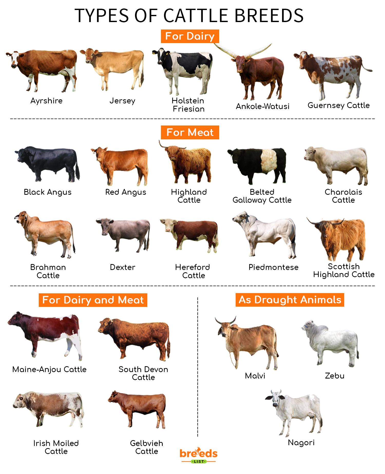 Species Of Cow