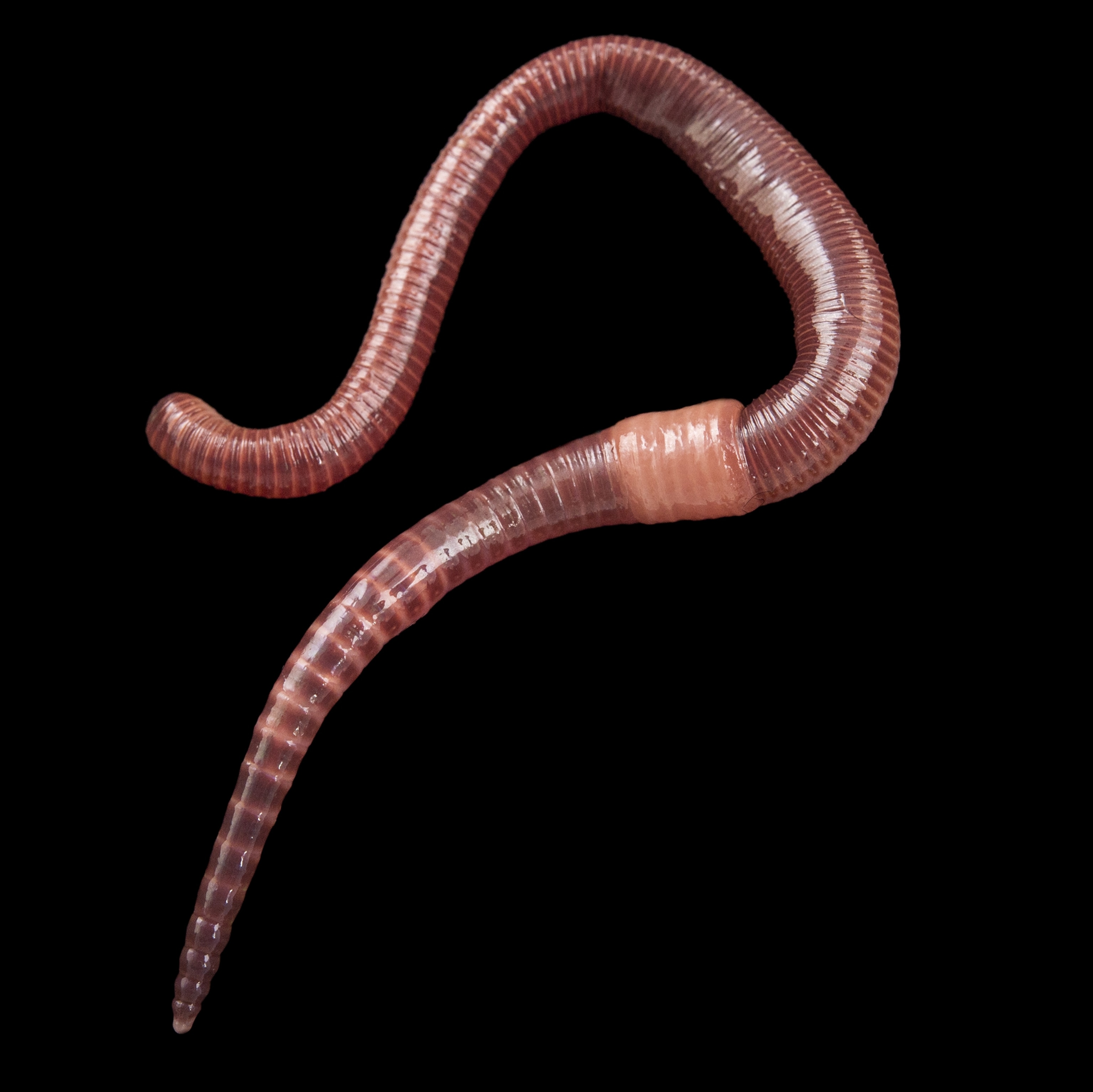 Species Of Earthworm