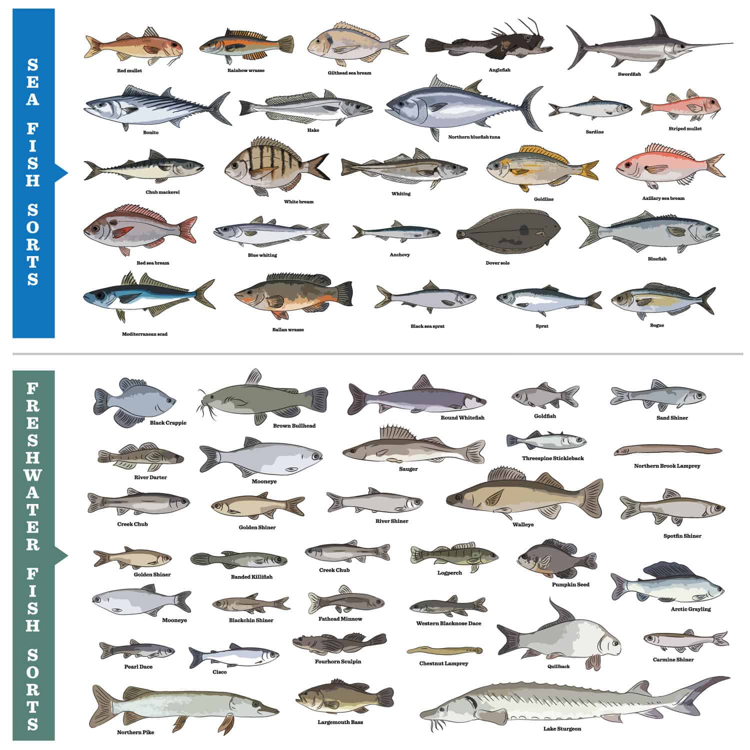 Species Of Fish