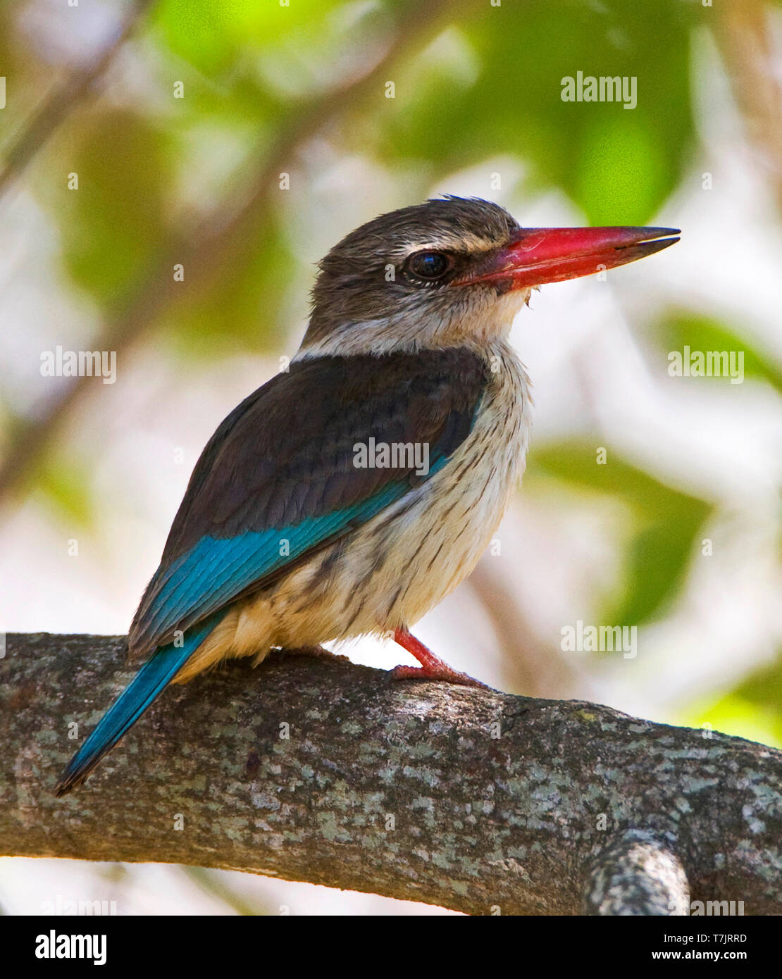 Species Of Kingfisher