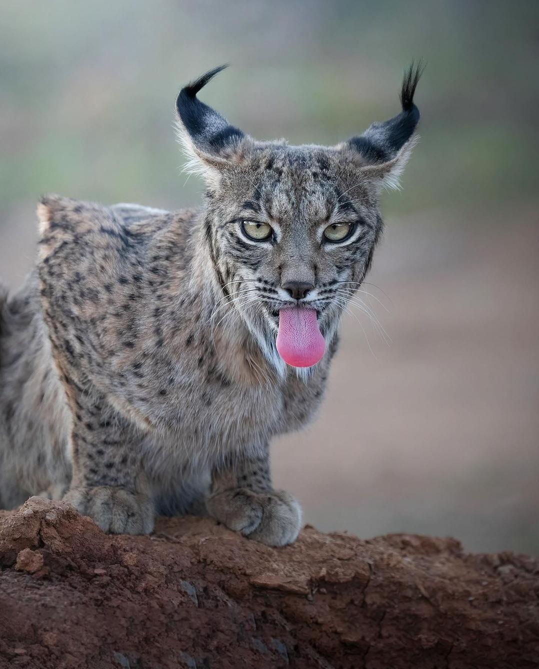 Species Of Lynx