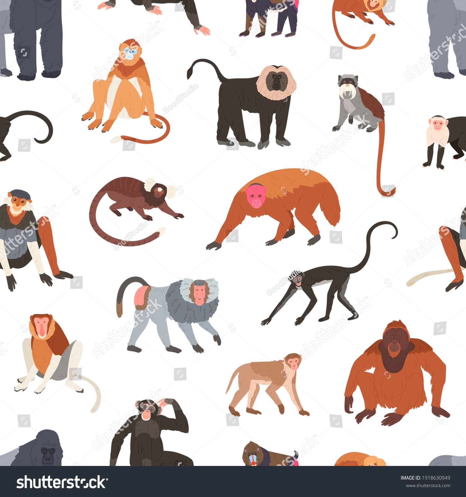 Species Of Monkeys