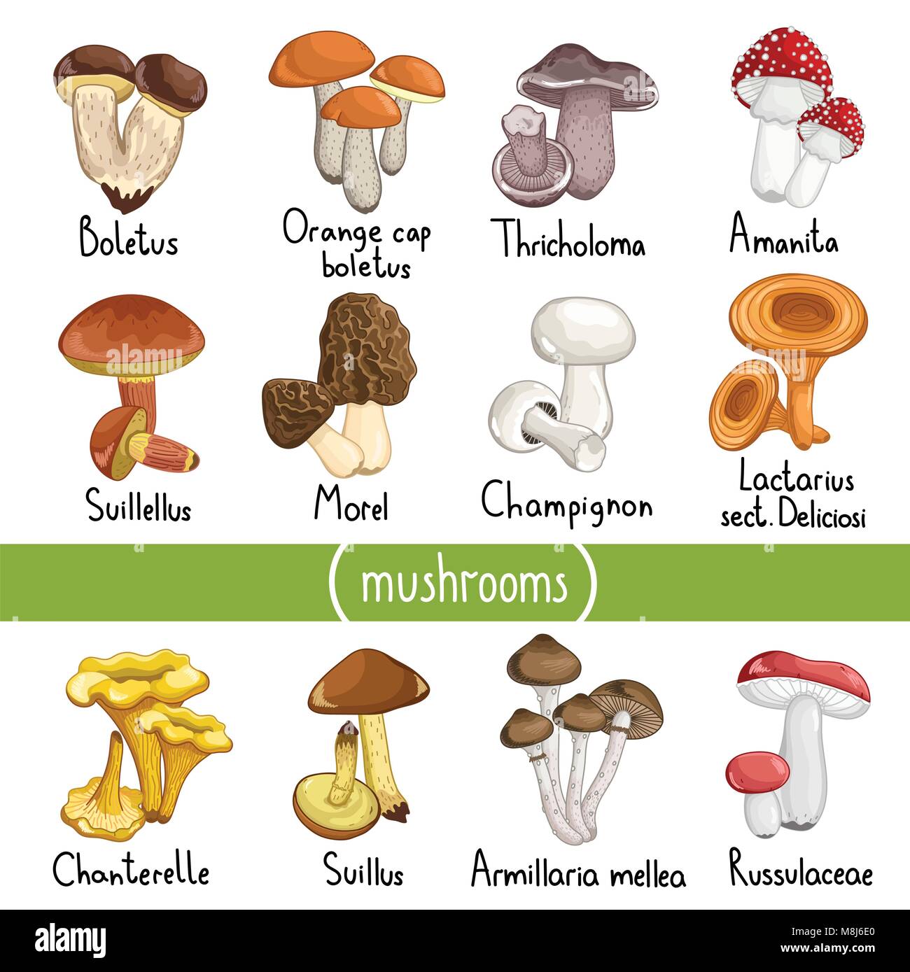 Species Of Mushrooms