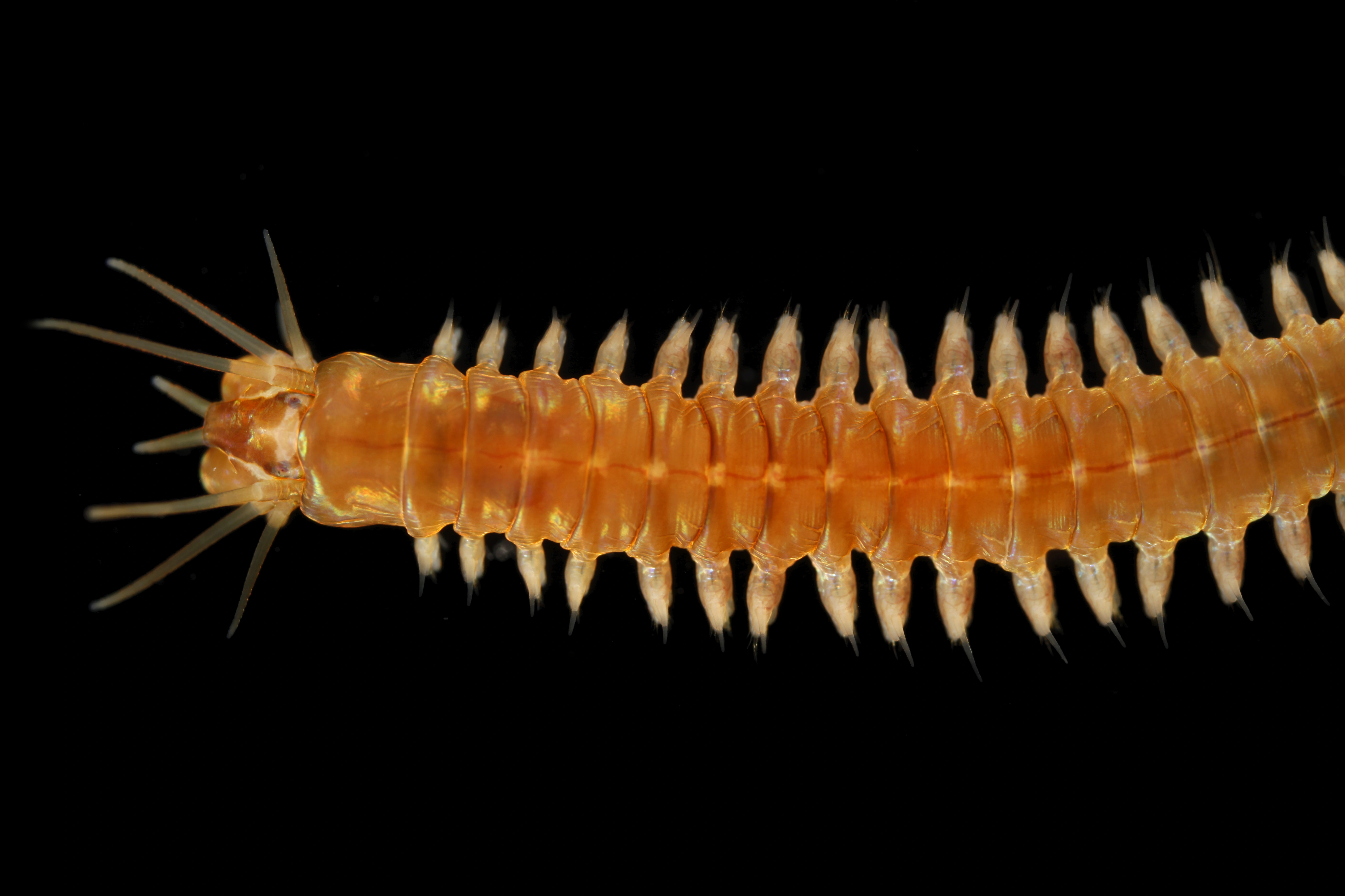 Species Of Nereis