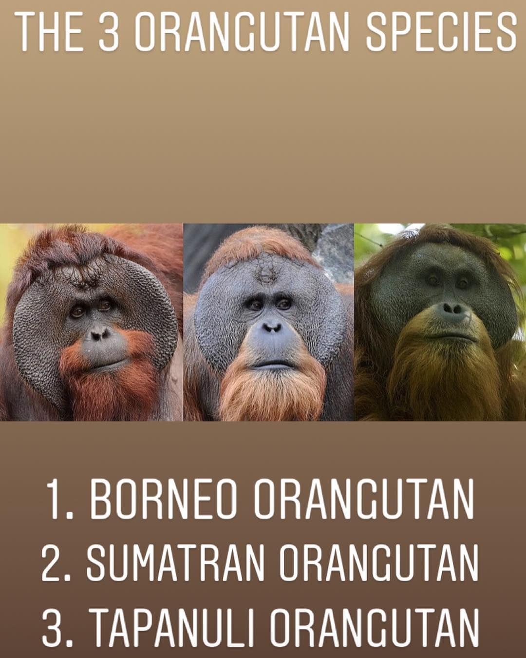 Species Of Orangutan