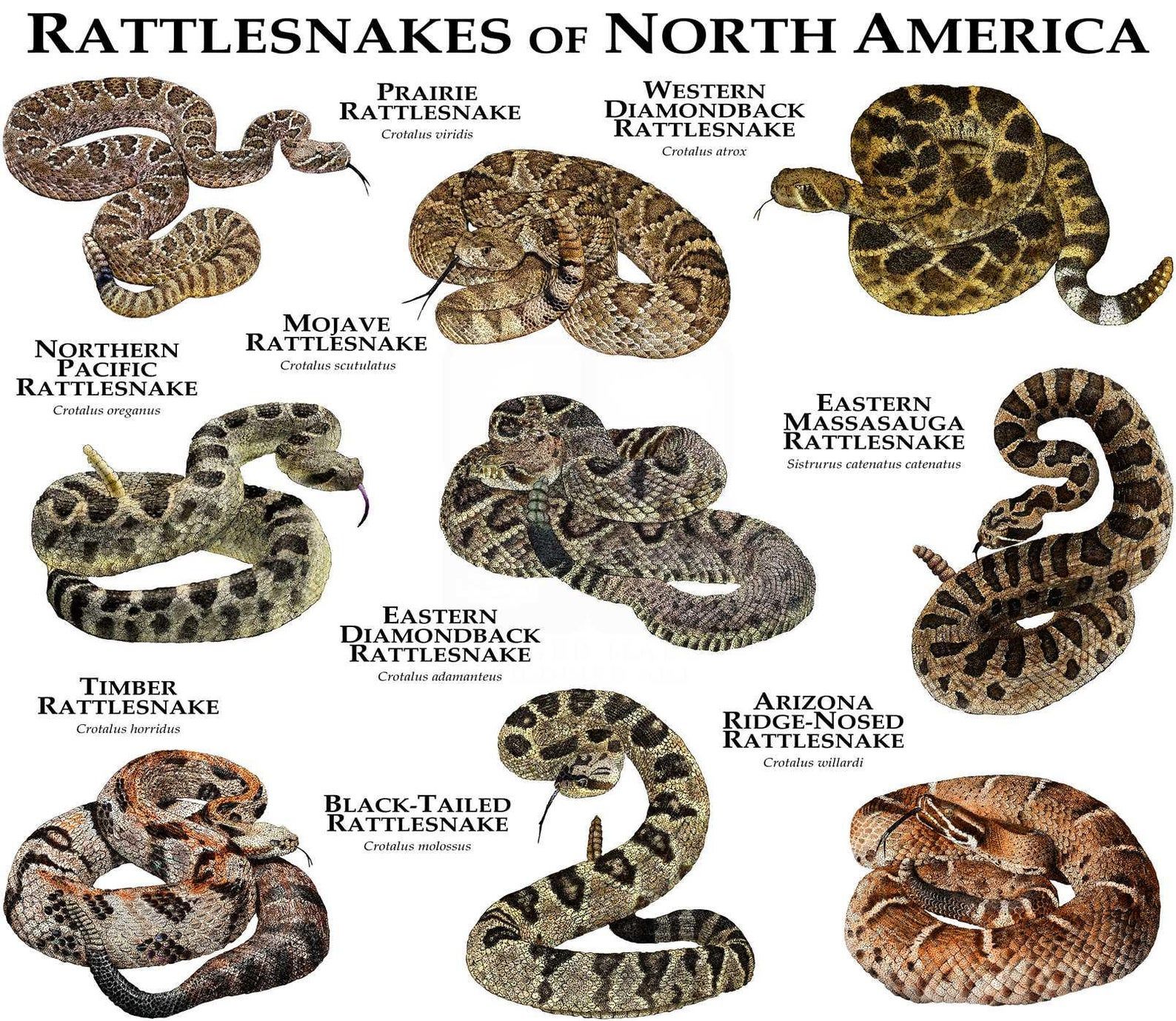Species Of Rattlesnakes