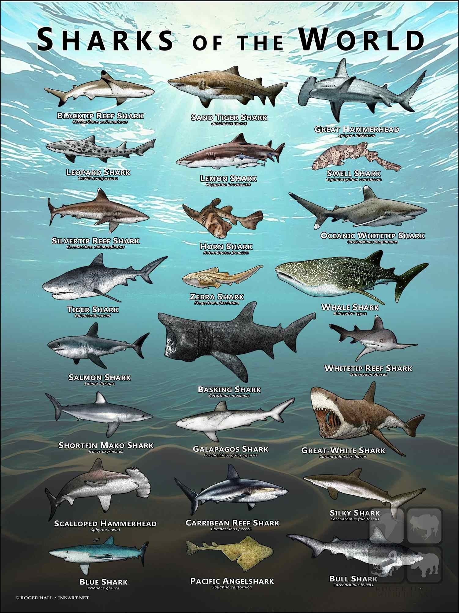 Species Of Shark