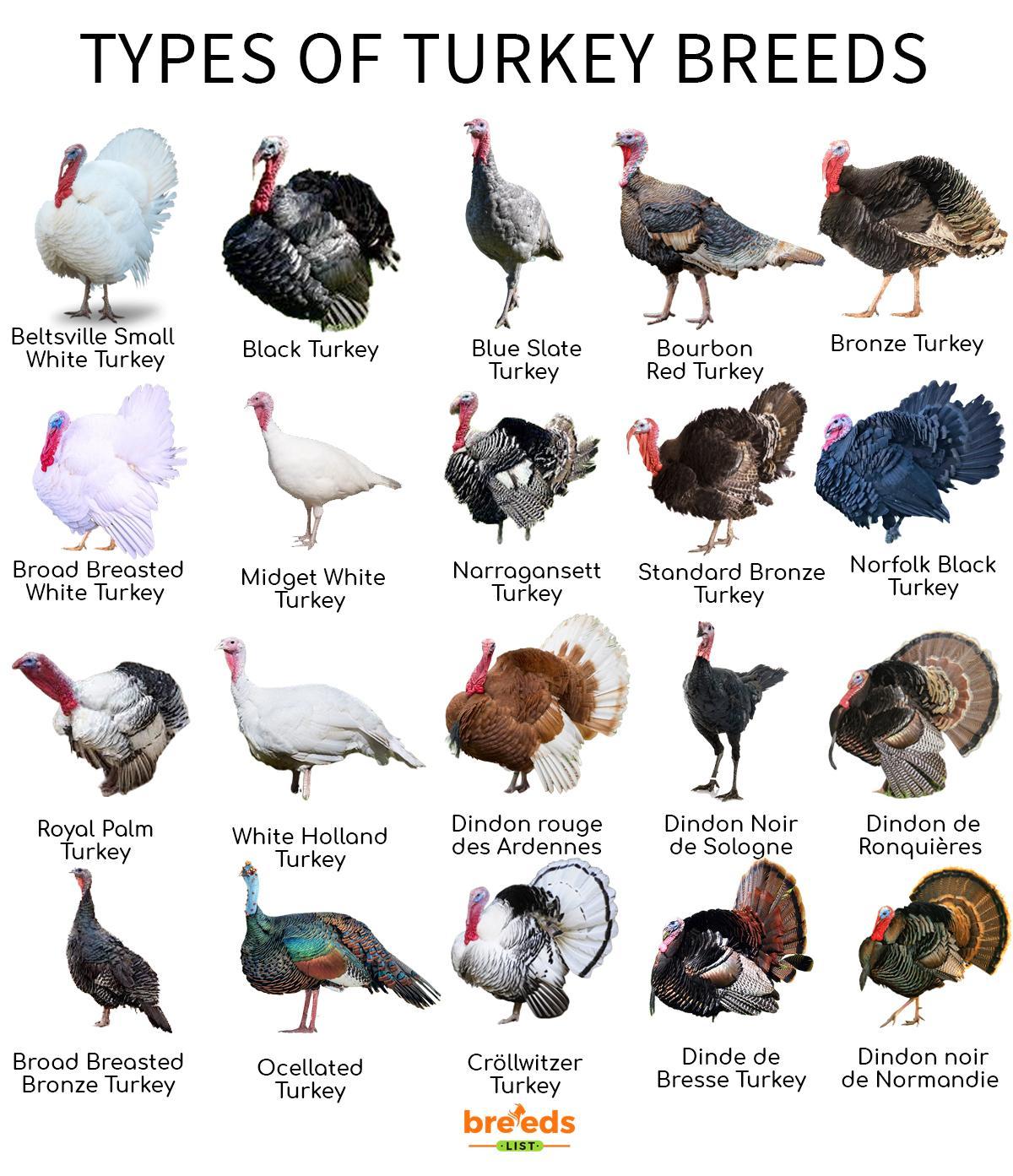 Species Of Turkeys