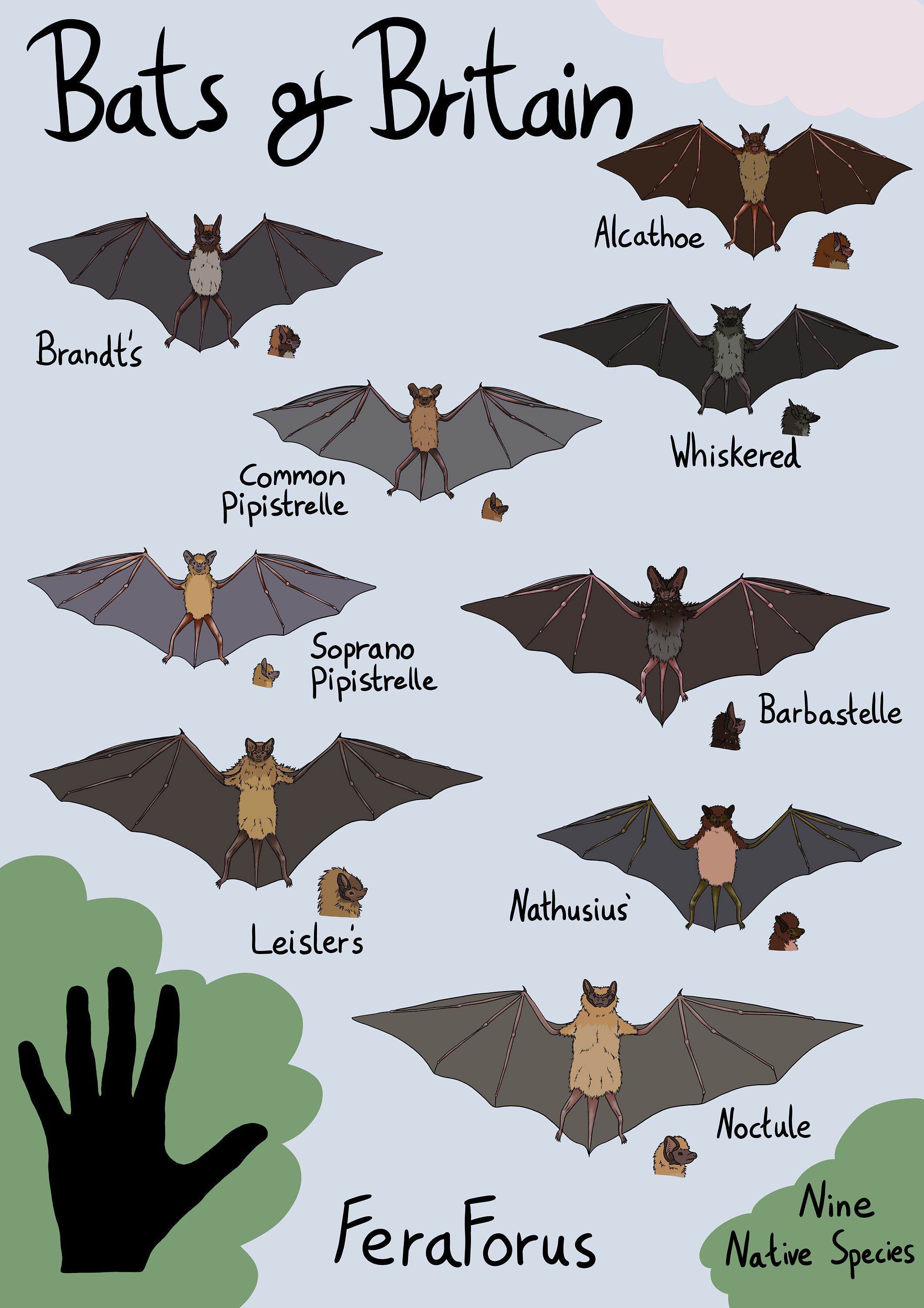 Species Of Uk Bats