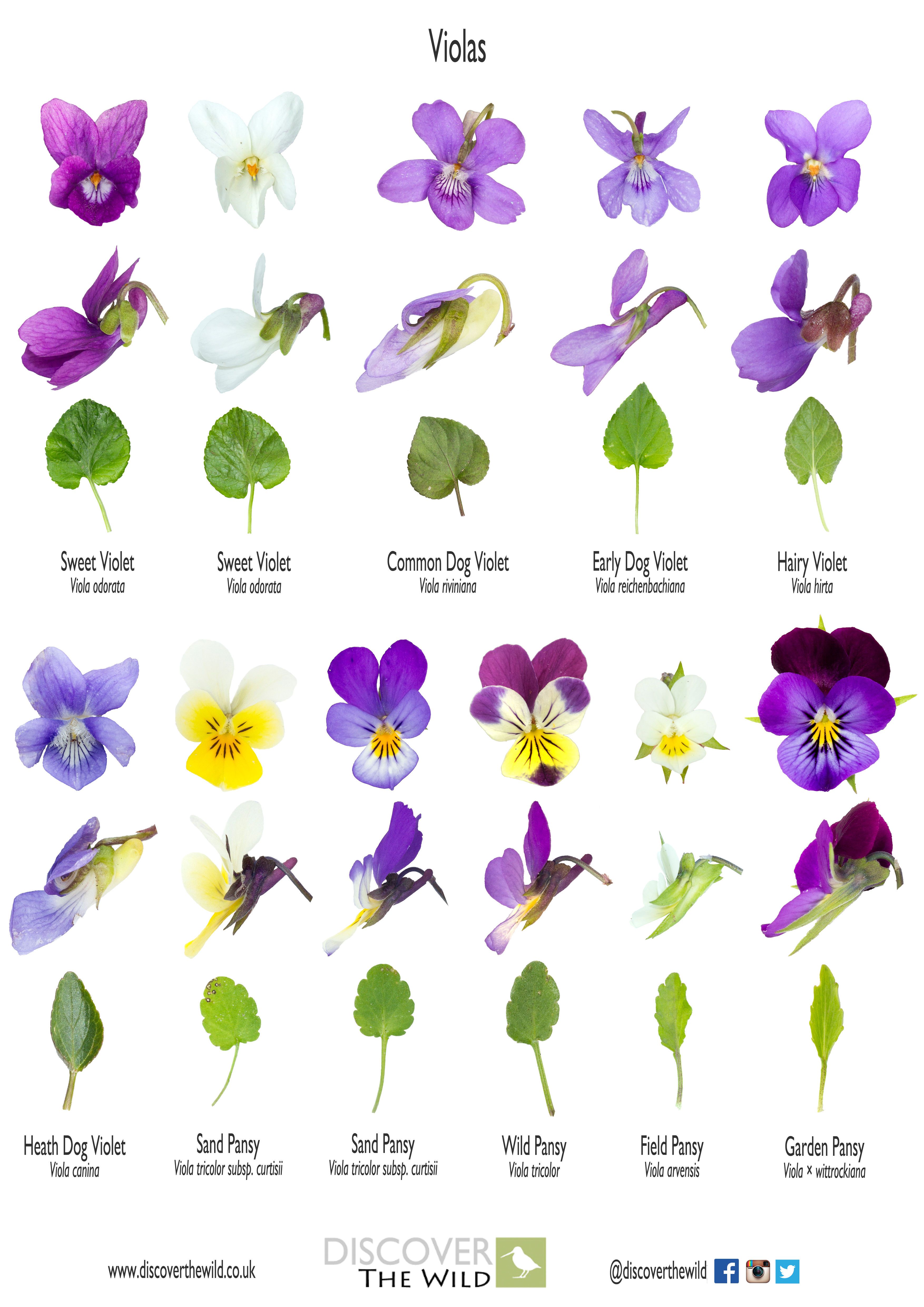 Species Of Violets