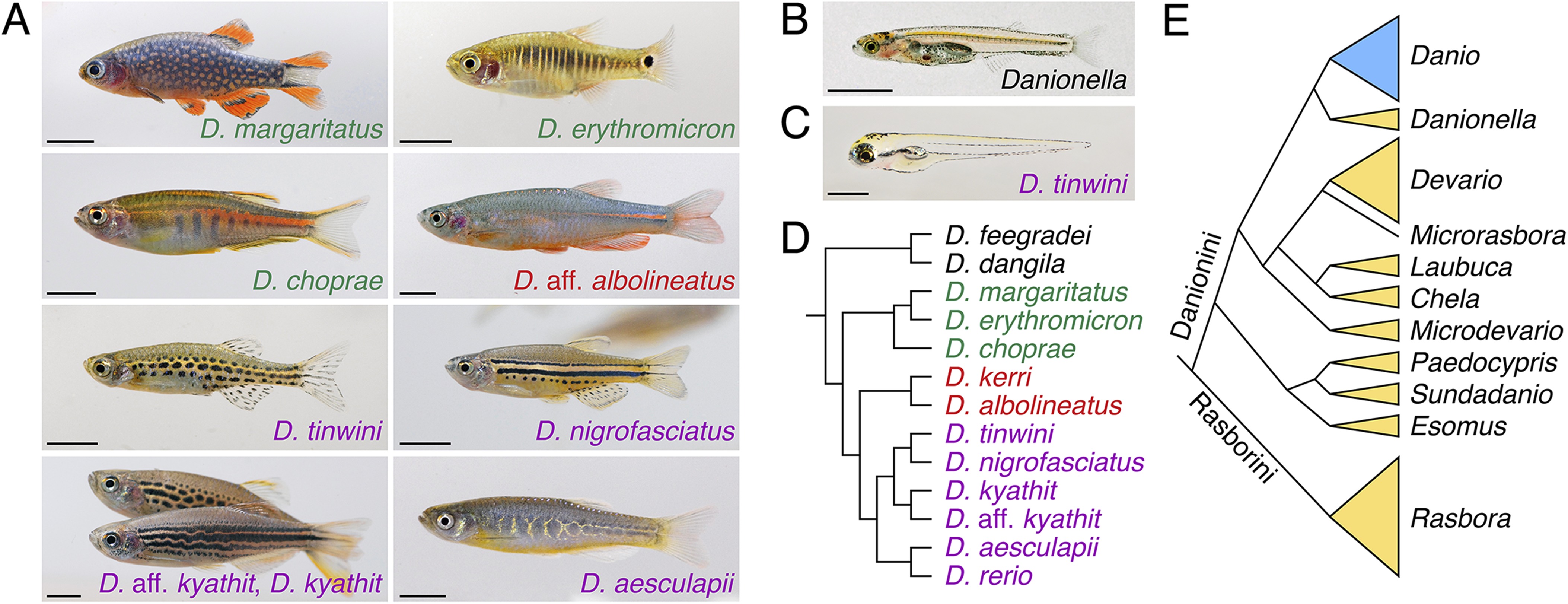 Species Of Zebrafish