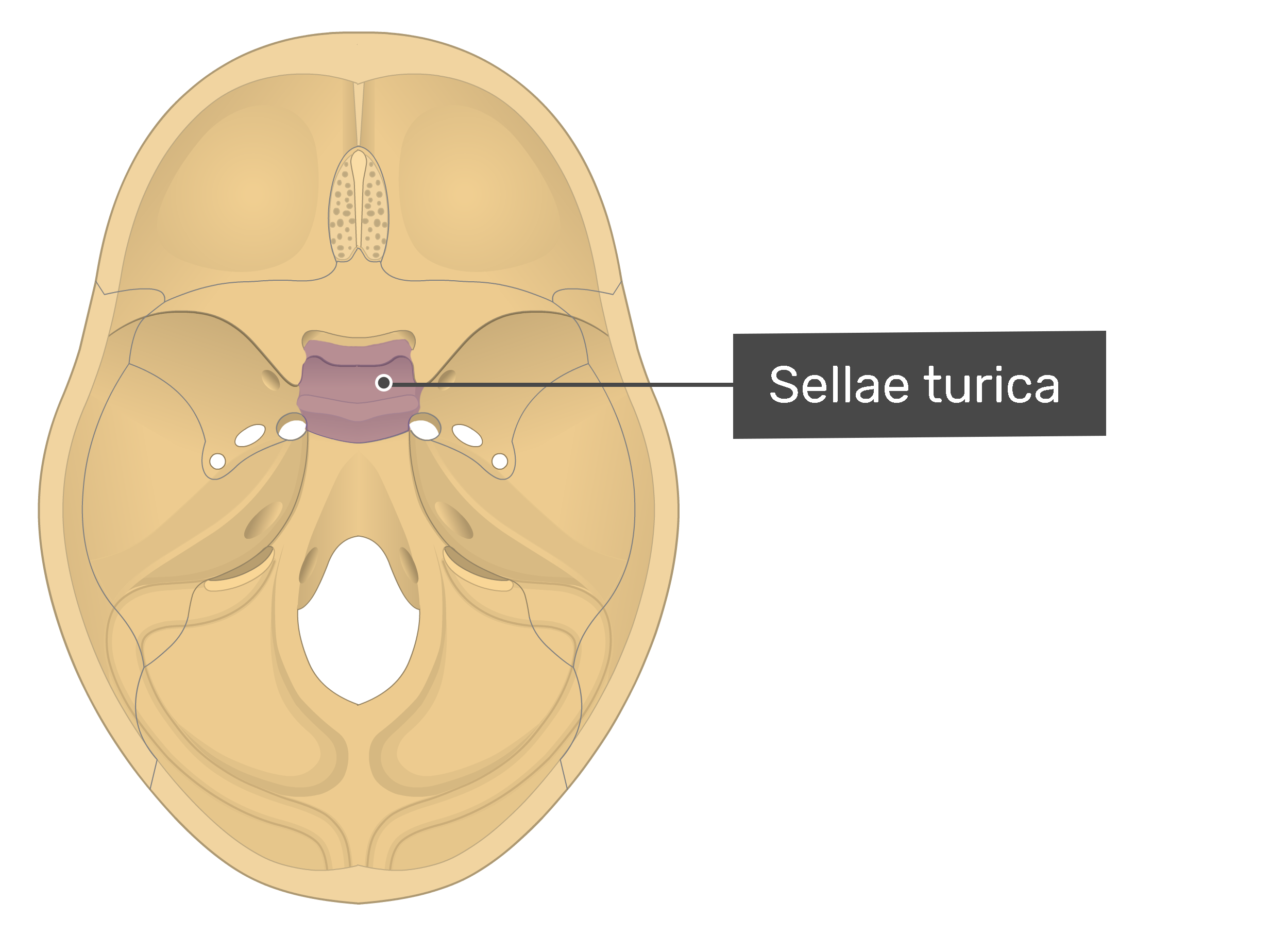 Sphenoid Sella Turcica