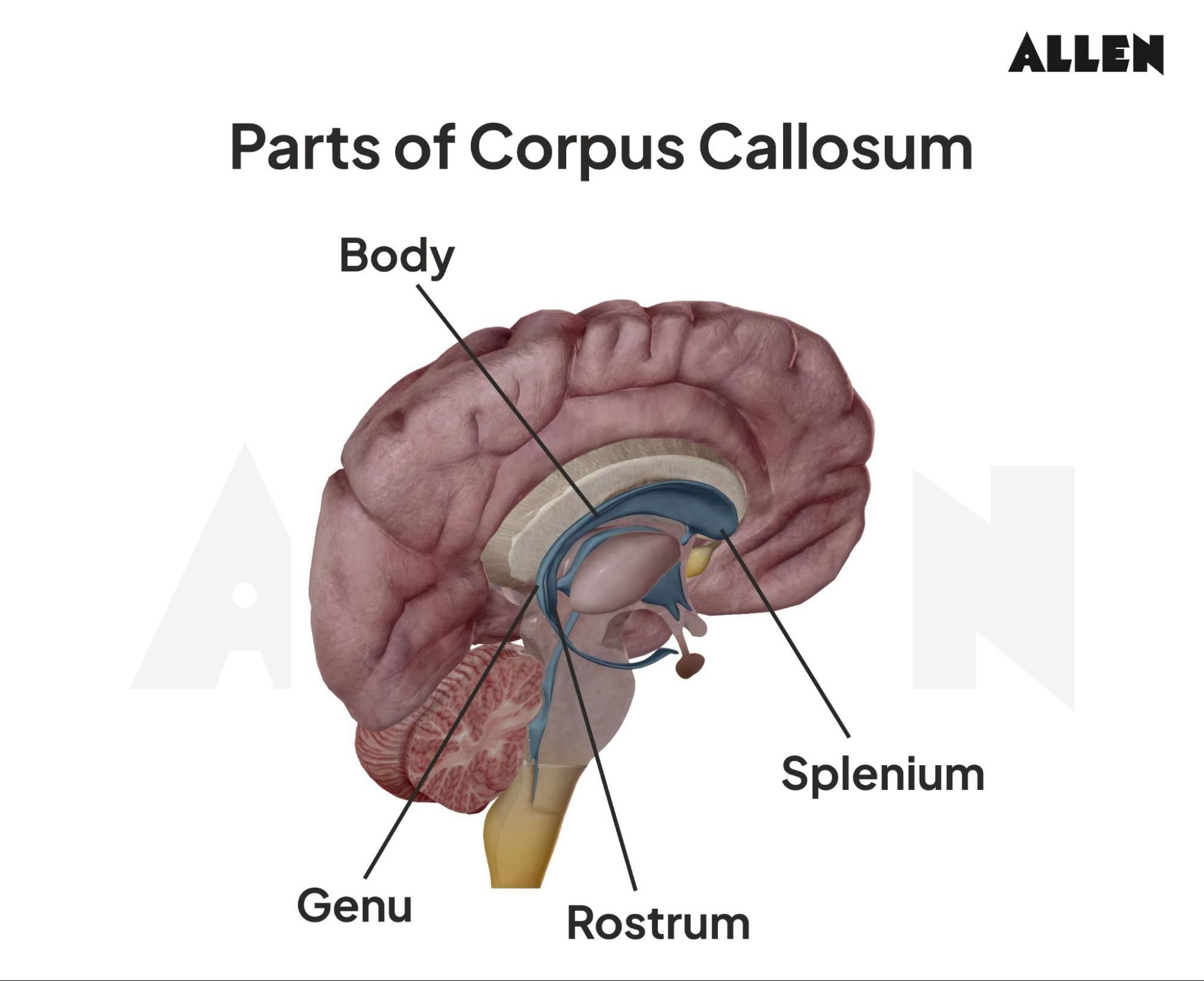 Splenium Of Corpus Callosum