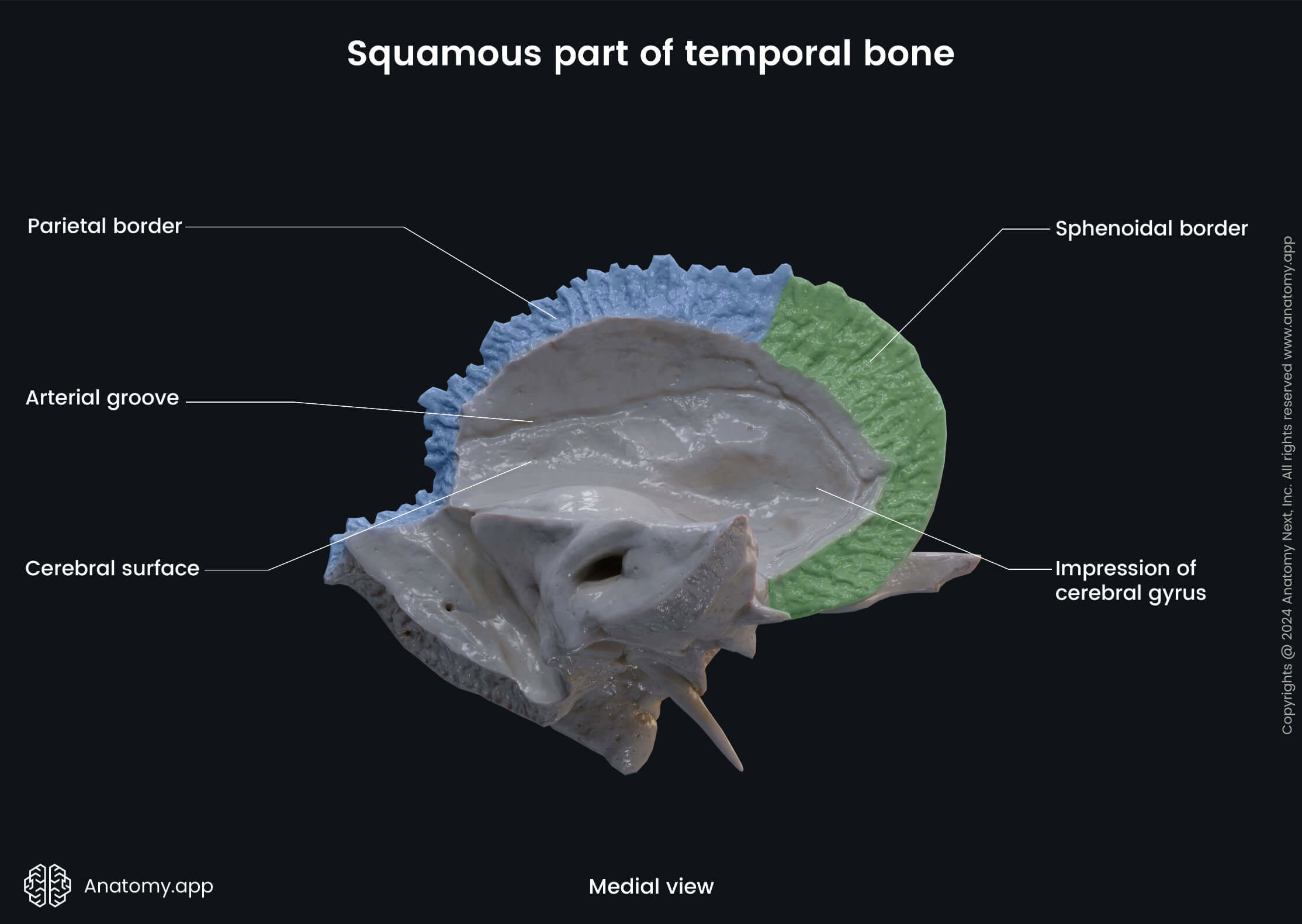 Squamous Temporal Bone