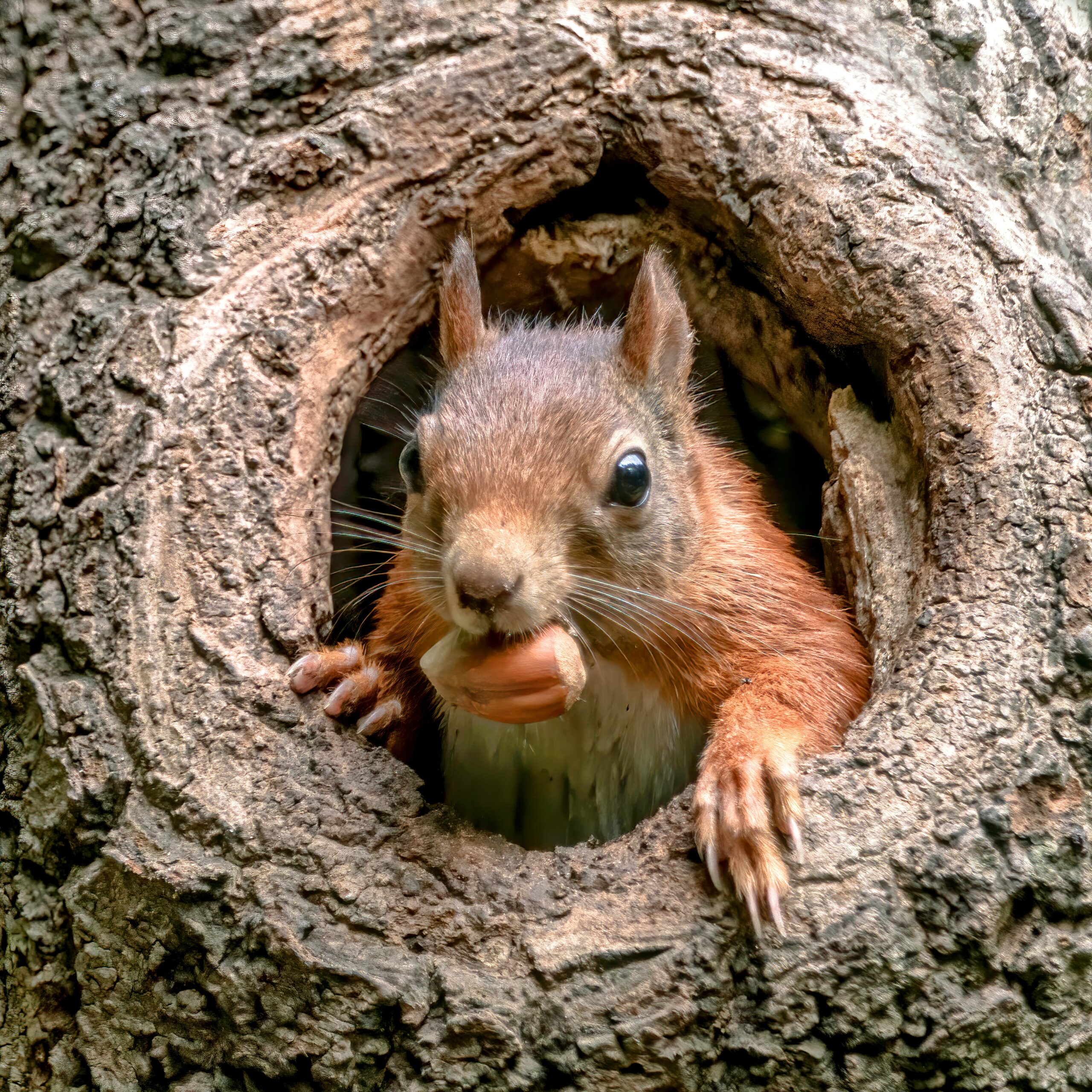 Squirrels Do They Hibernate