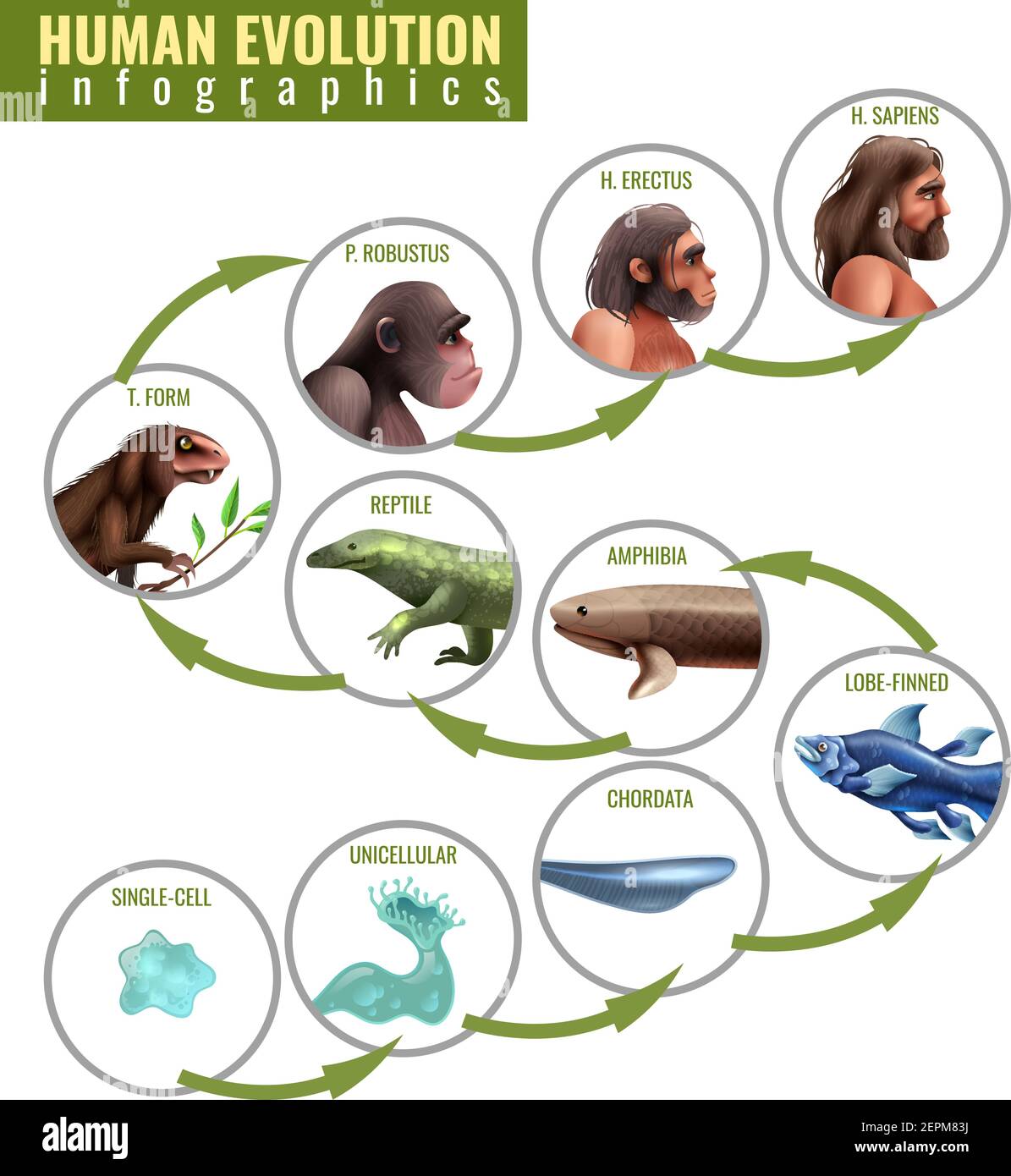Stages Of Evolution