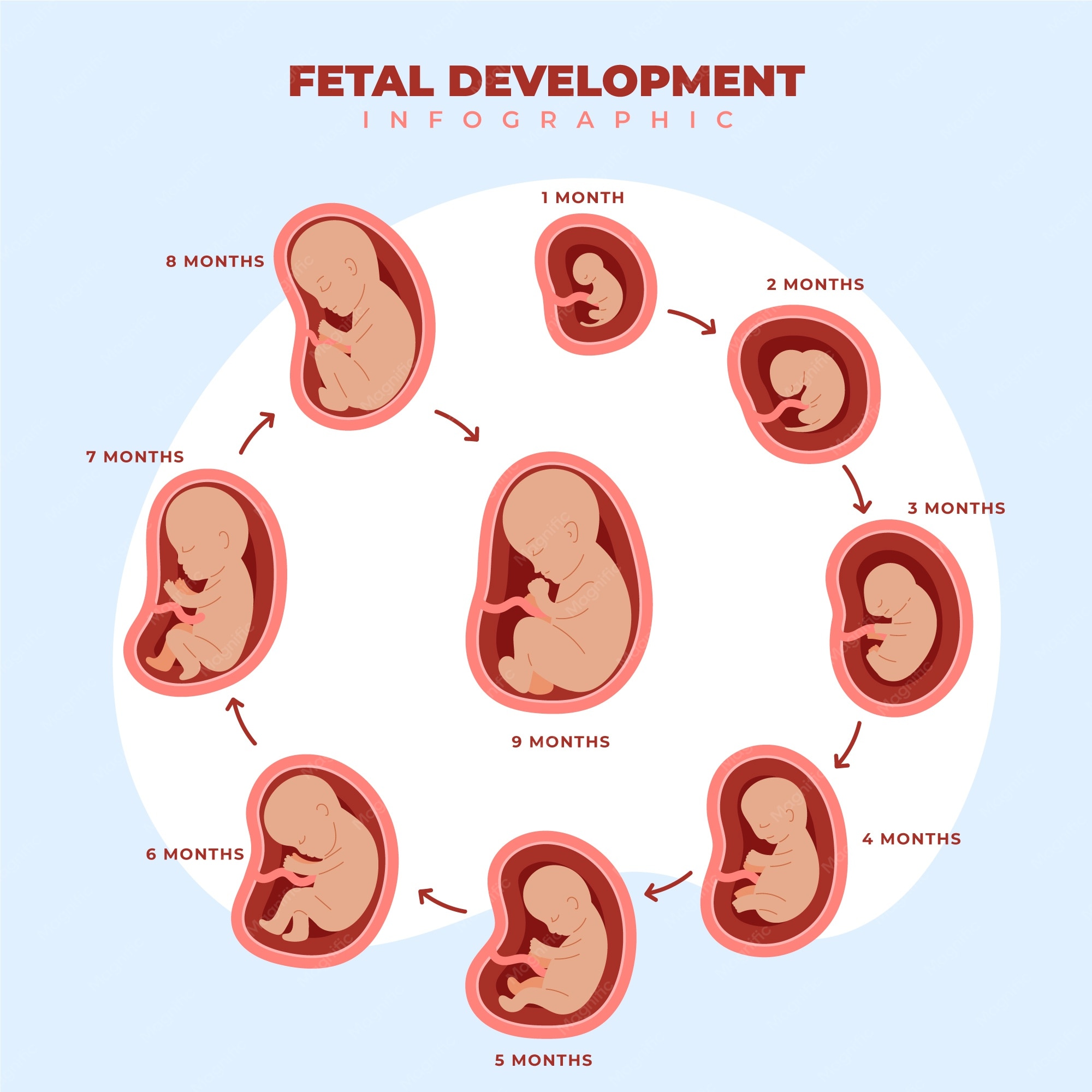 Stages Of Fetal Development
