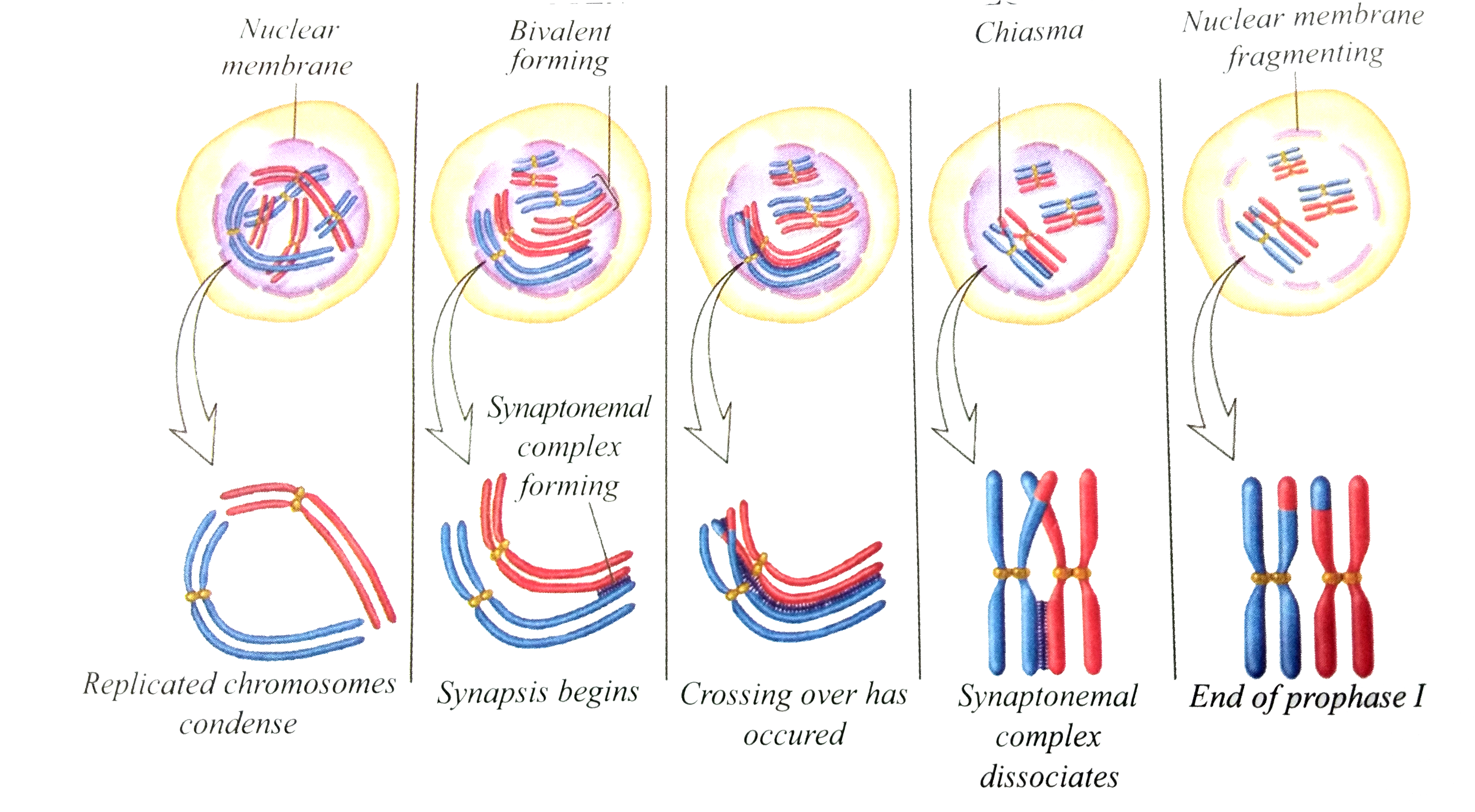 Stages Of Prophase 1