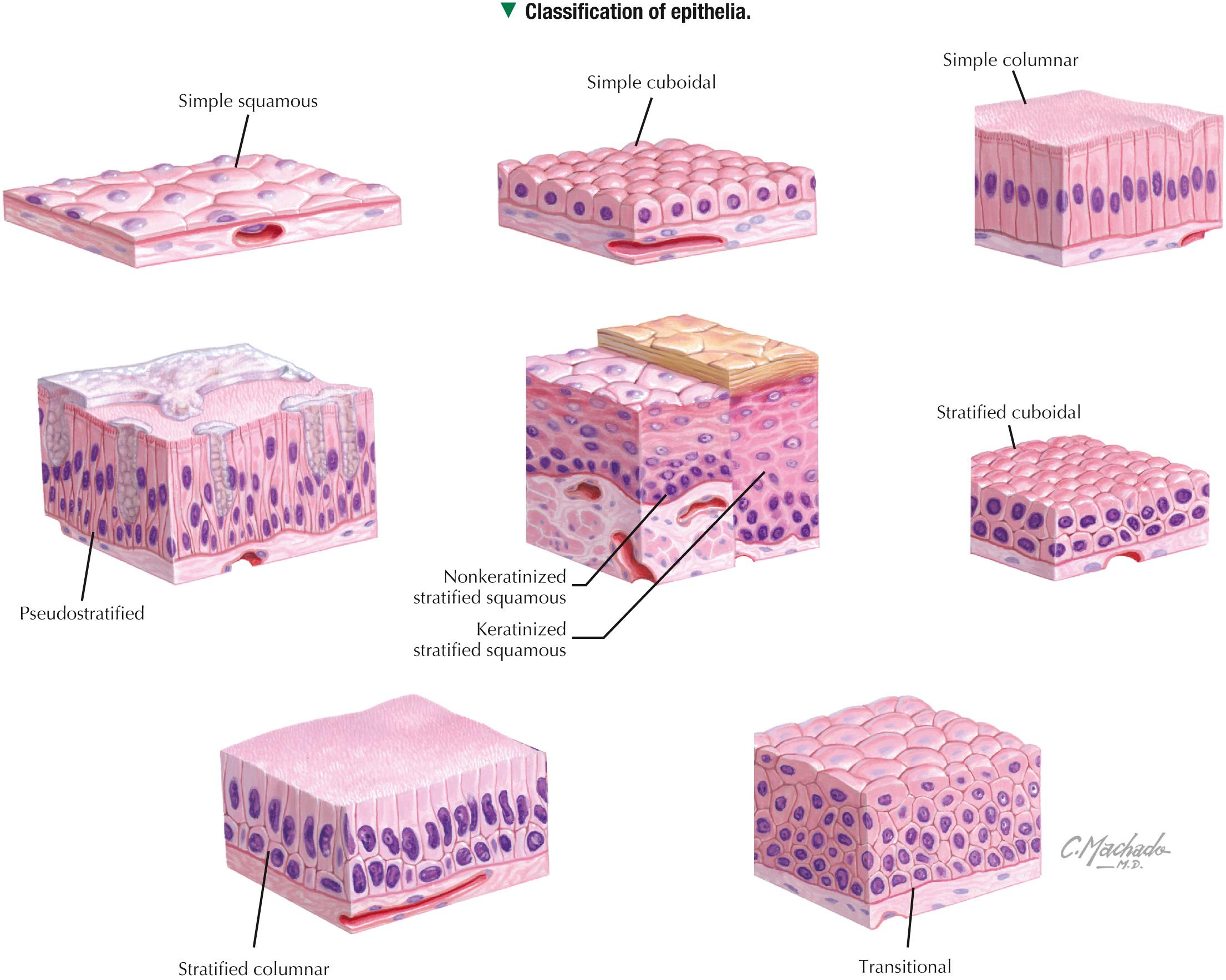 Stratified Squamous Tissue