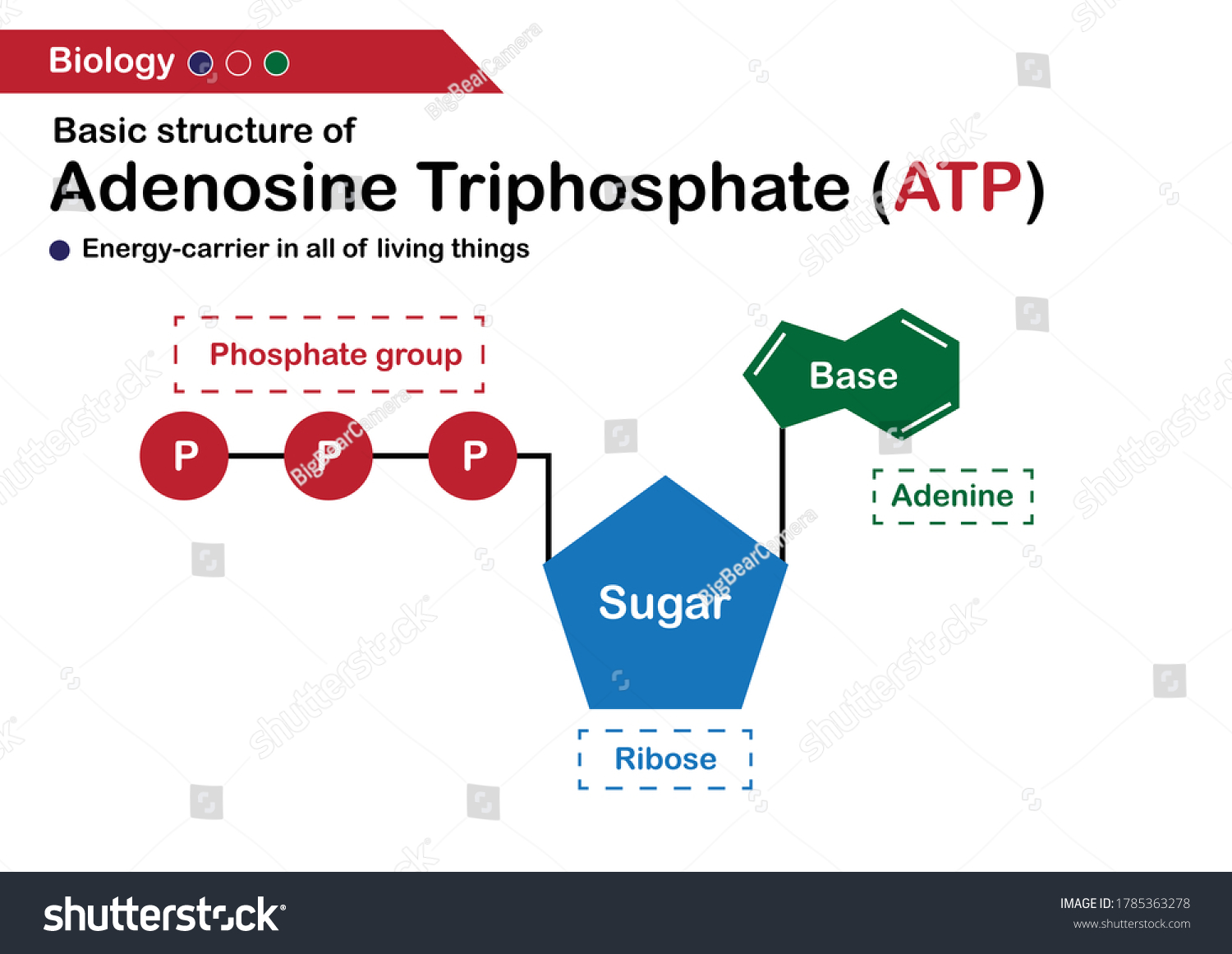 Structure Of Atp