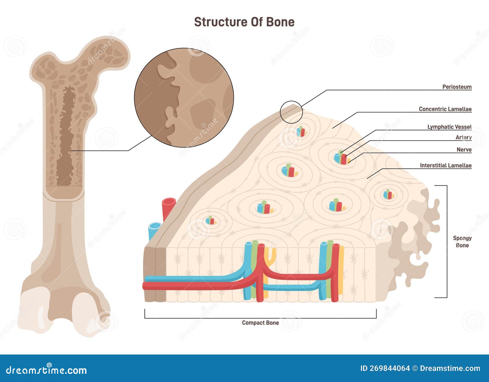 Structure Of Bone