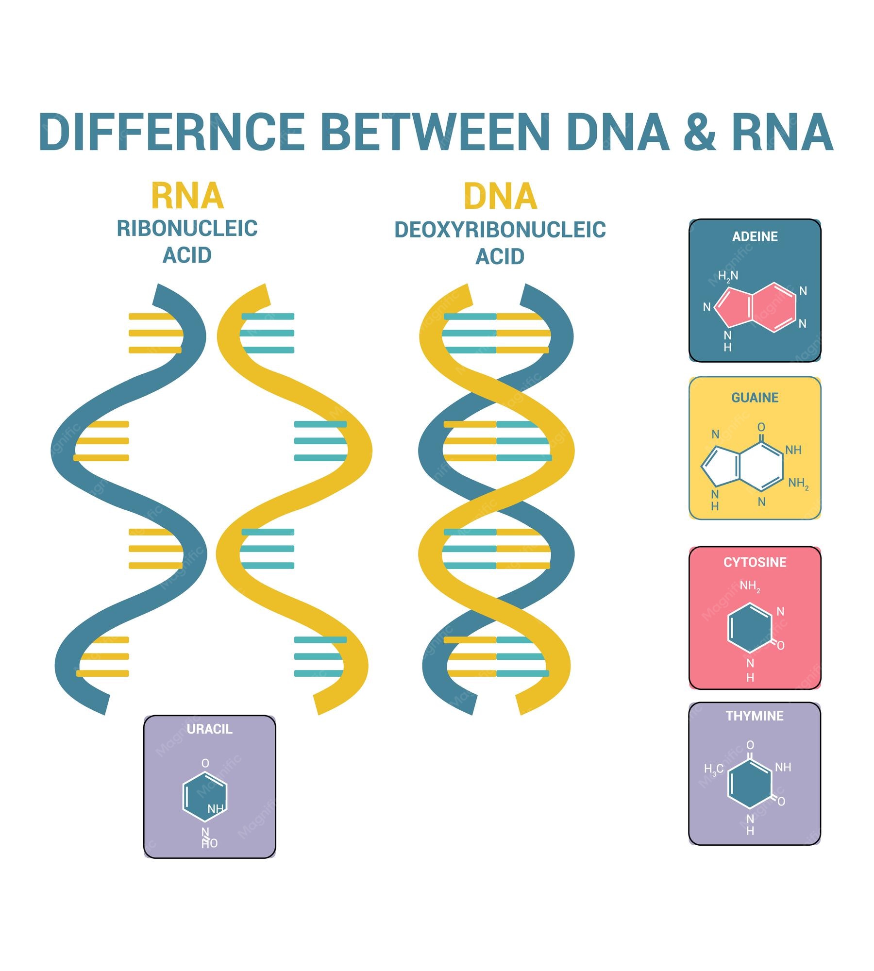 Structure Of Dna And Rna