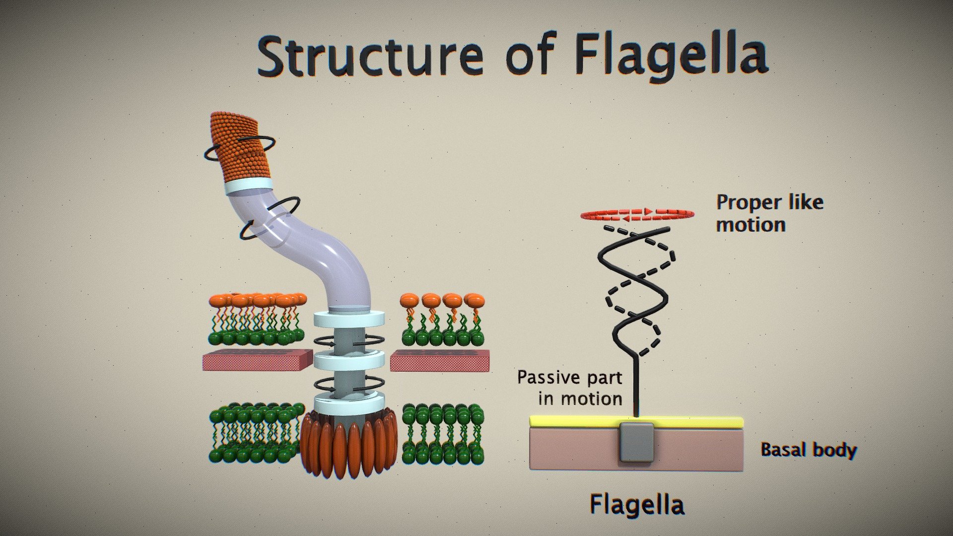 Structure Of Flagella