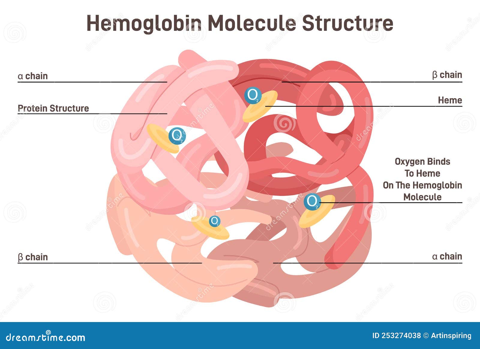 Structure Of Haemoglobin