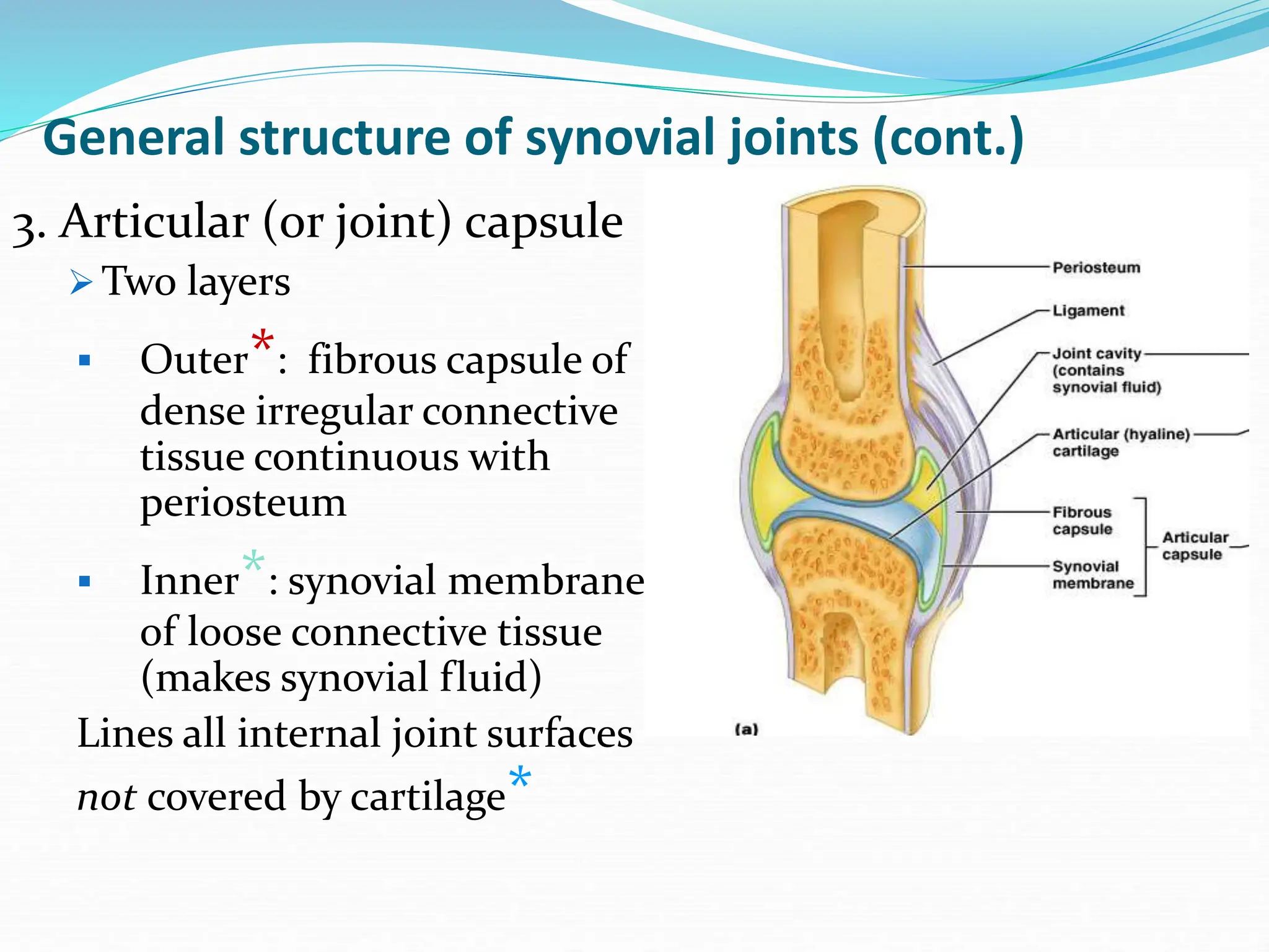 Structure Of Joint Capsule