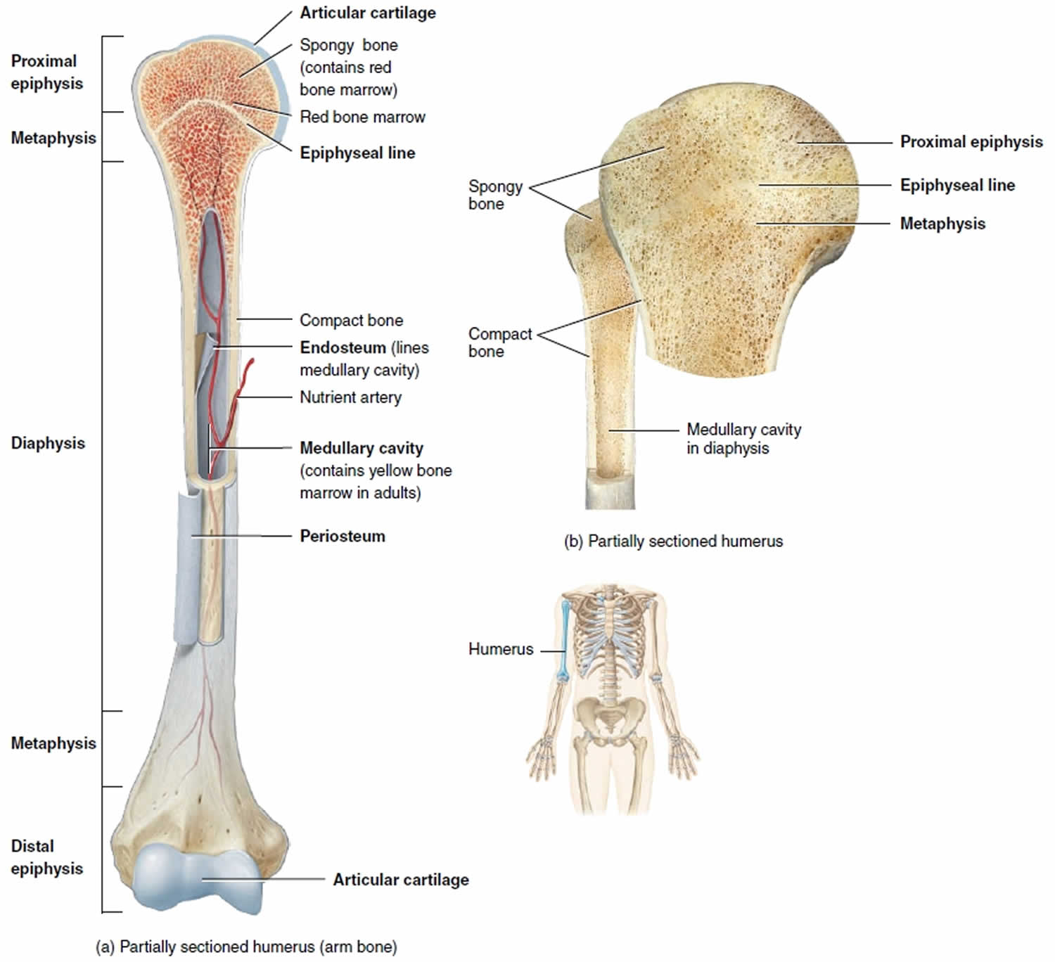 Structure Of Long Bone
