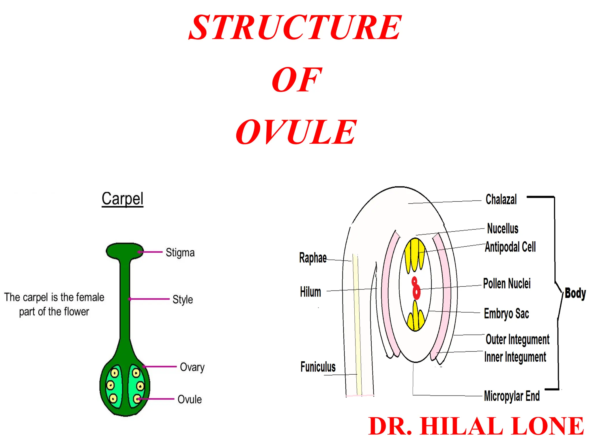 Structure Of Ovule