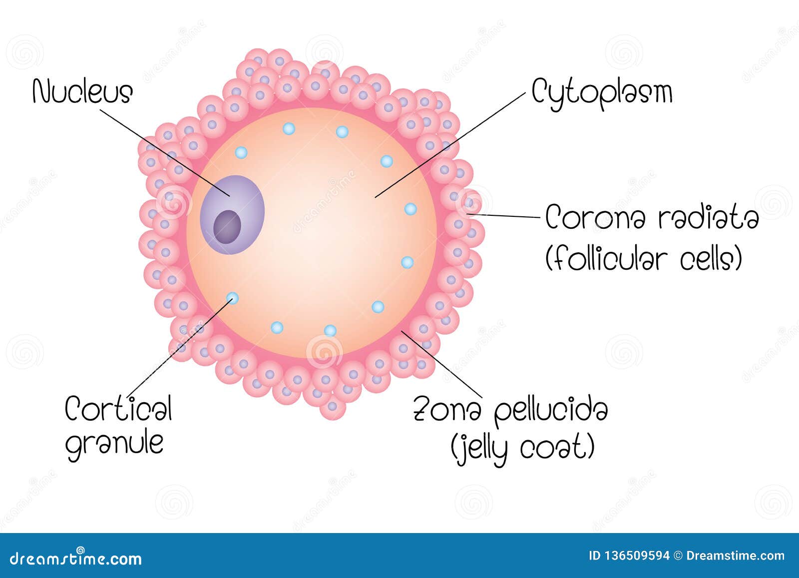 Structure Of Ovum