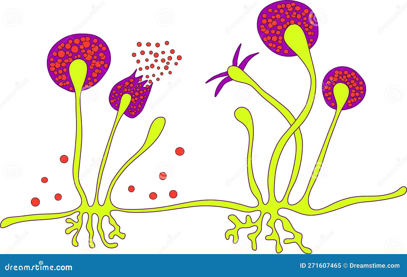 Structure Of Rhizopus