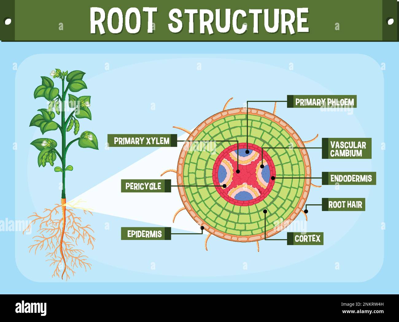 Structure Of Root