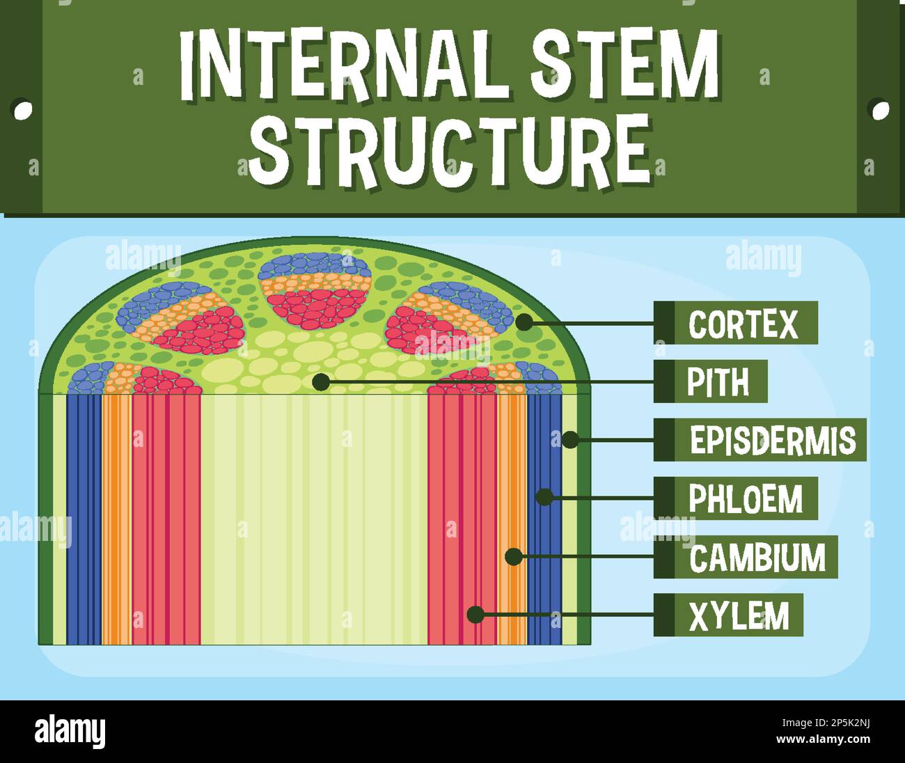 Structure Of Stem