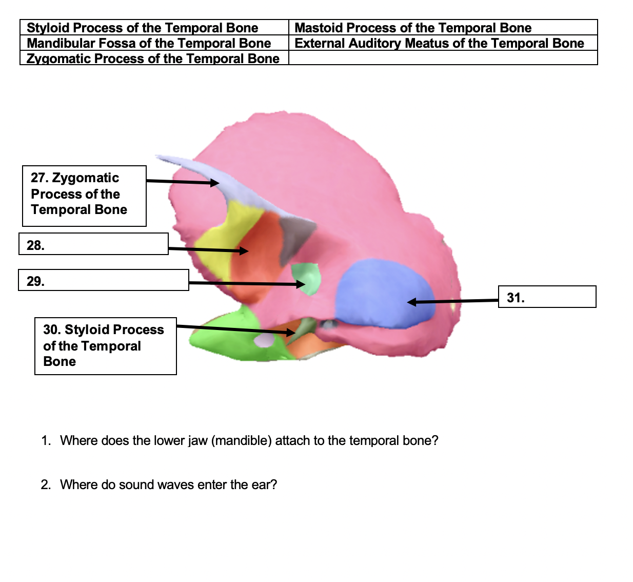 Styloid Process Temporal
