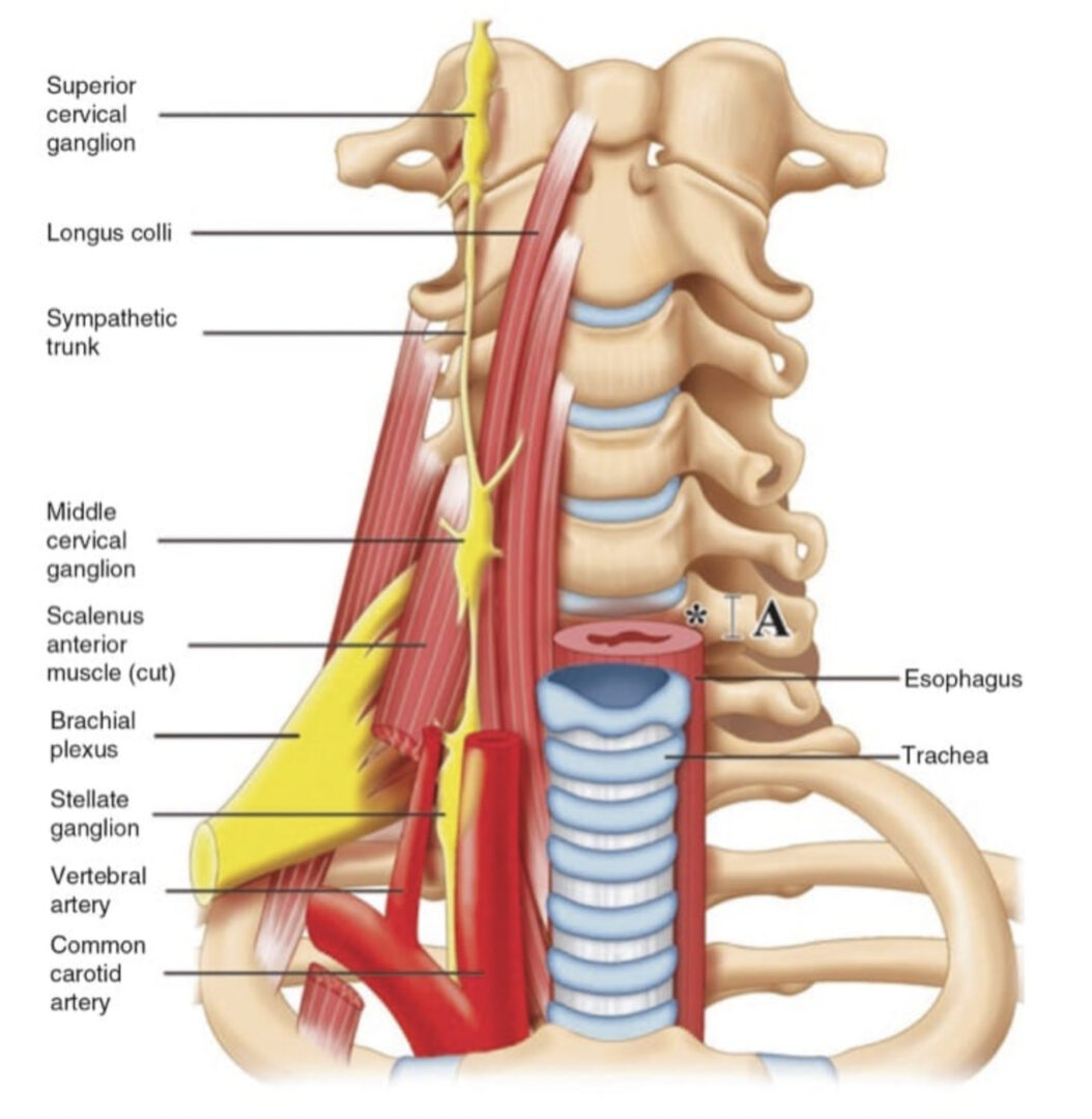 Superior Cervical Ganglion