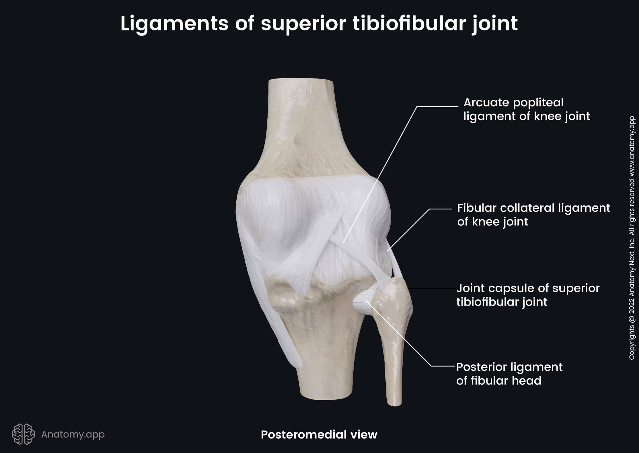 Superior Tibiofibular Joint