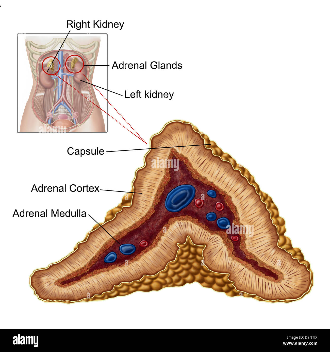 Suprarenal Medulla Highlighted