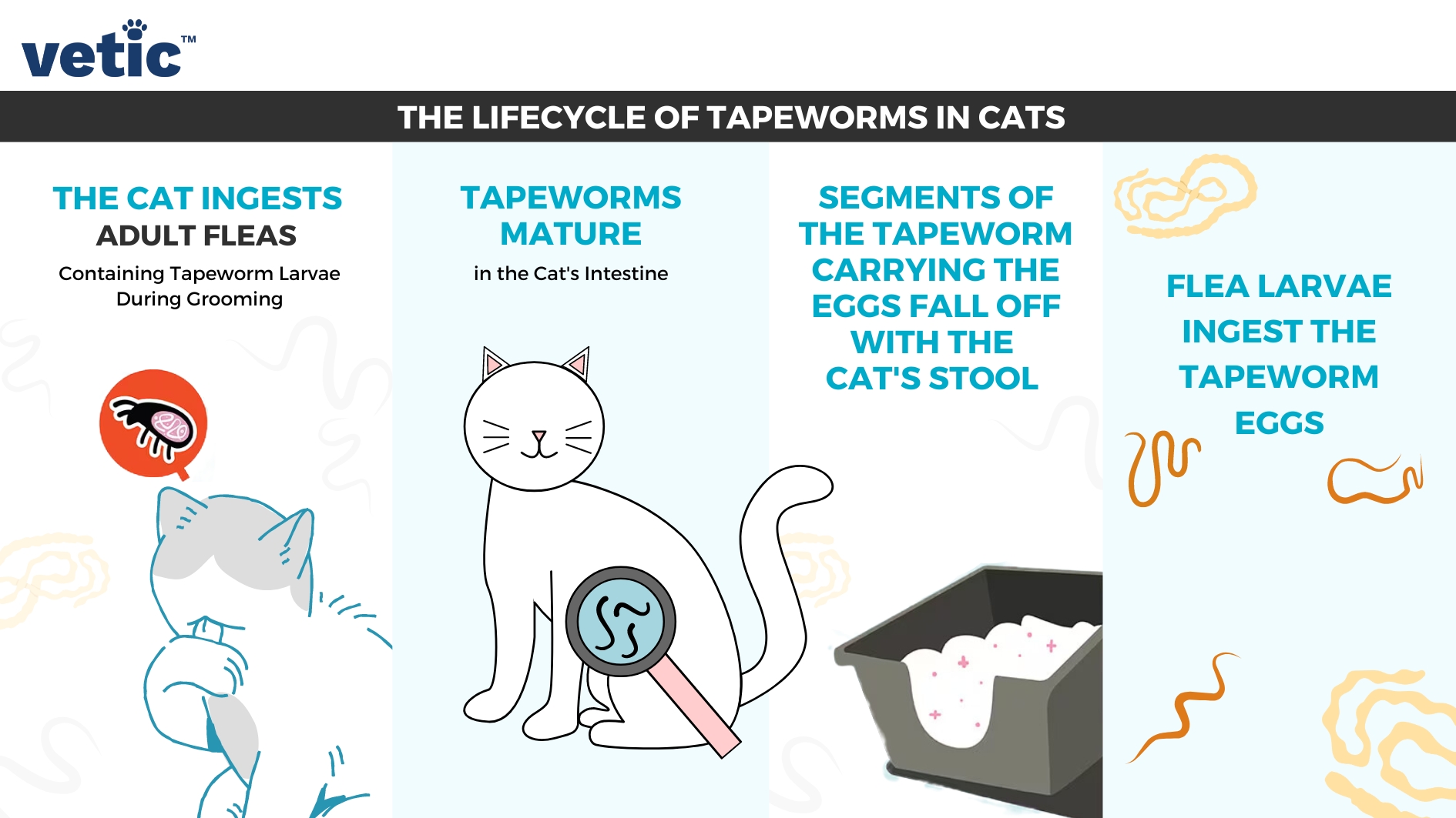 Symptoms Of Tapeworm In Kittens