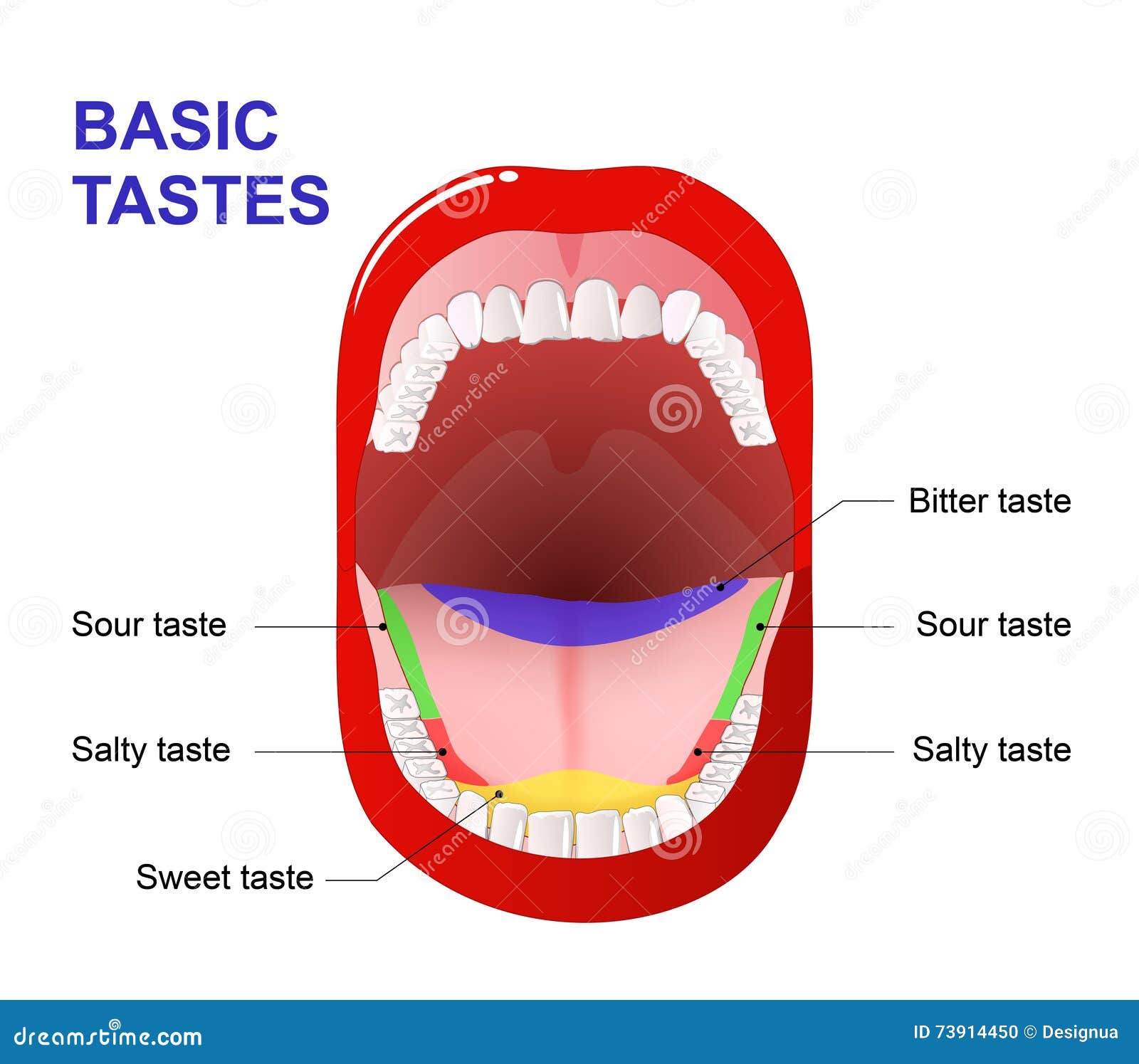 Taste Of Mouth Is Bitter
